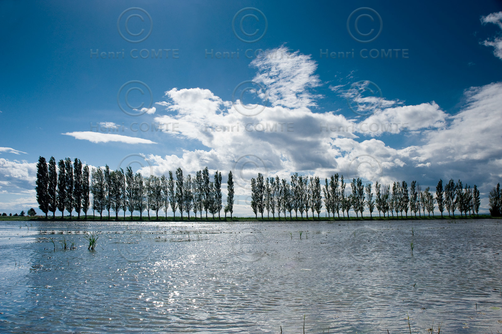 Camargue
