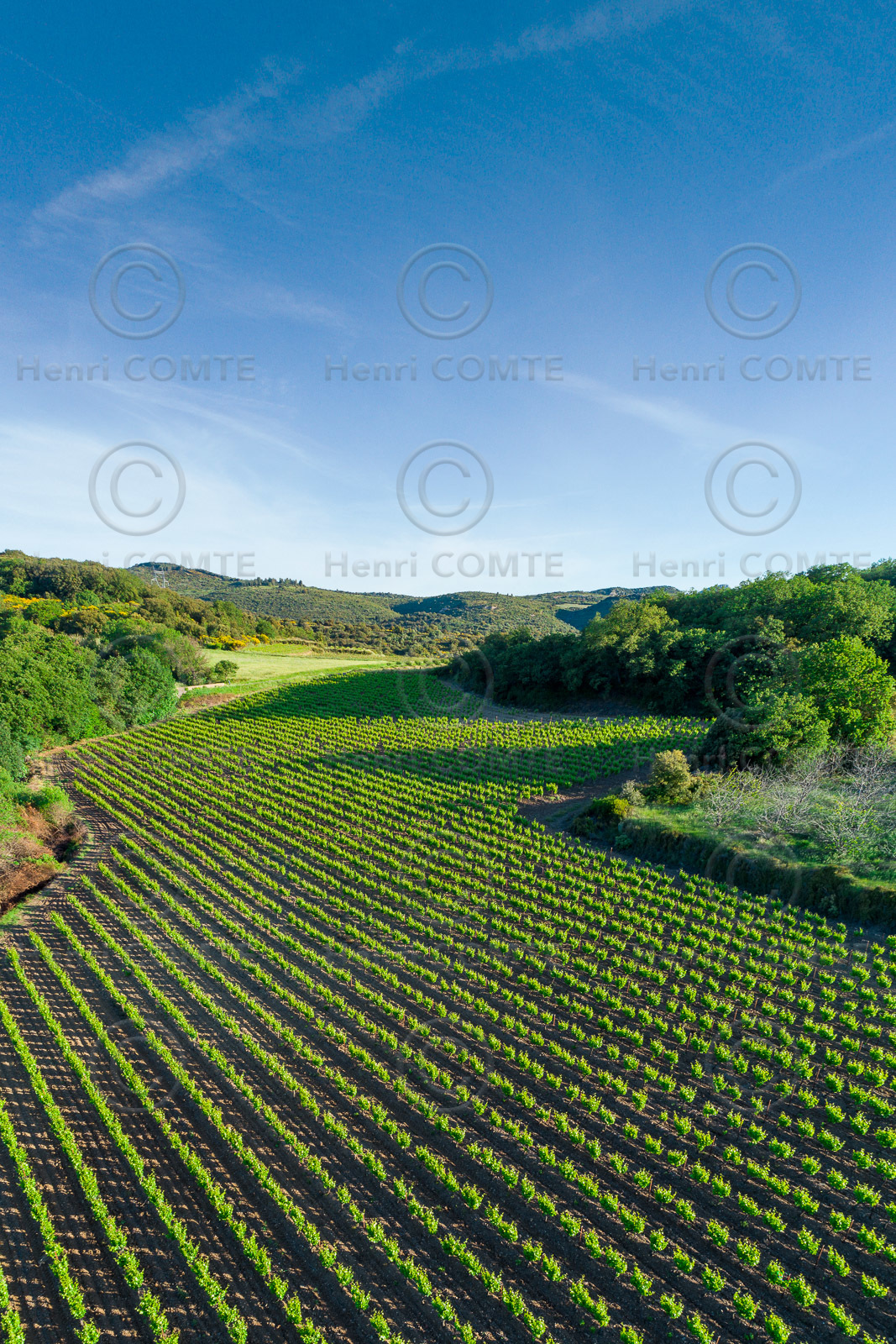 Vignoble Pezenas