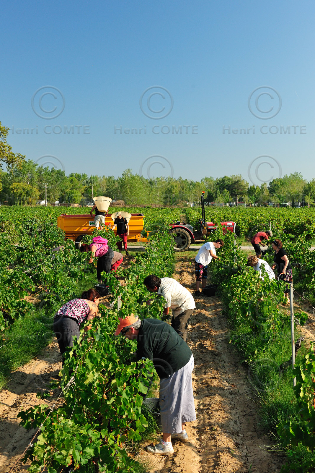 Vendanges