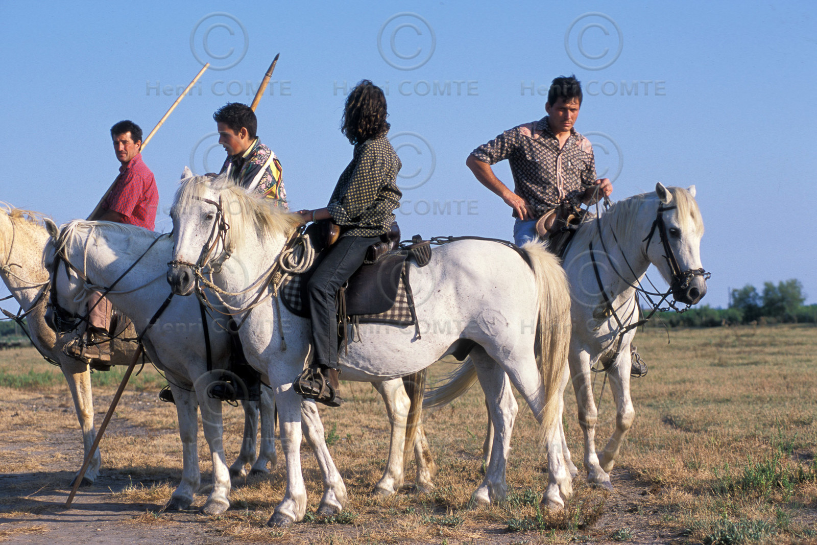 Bouvine en camargue