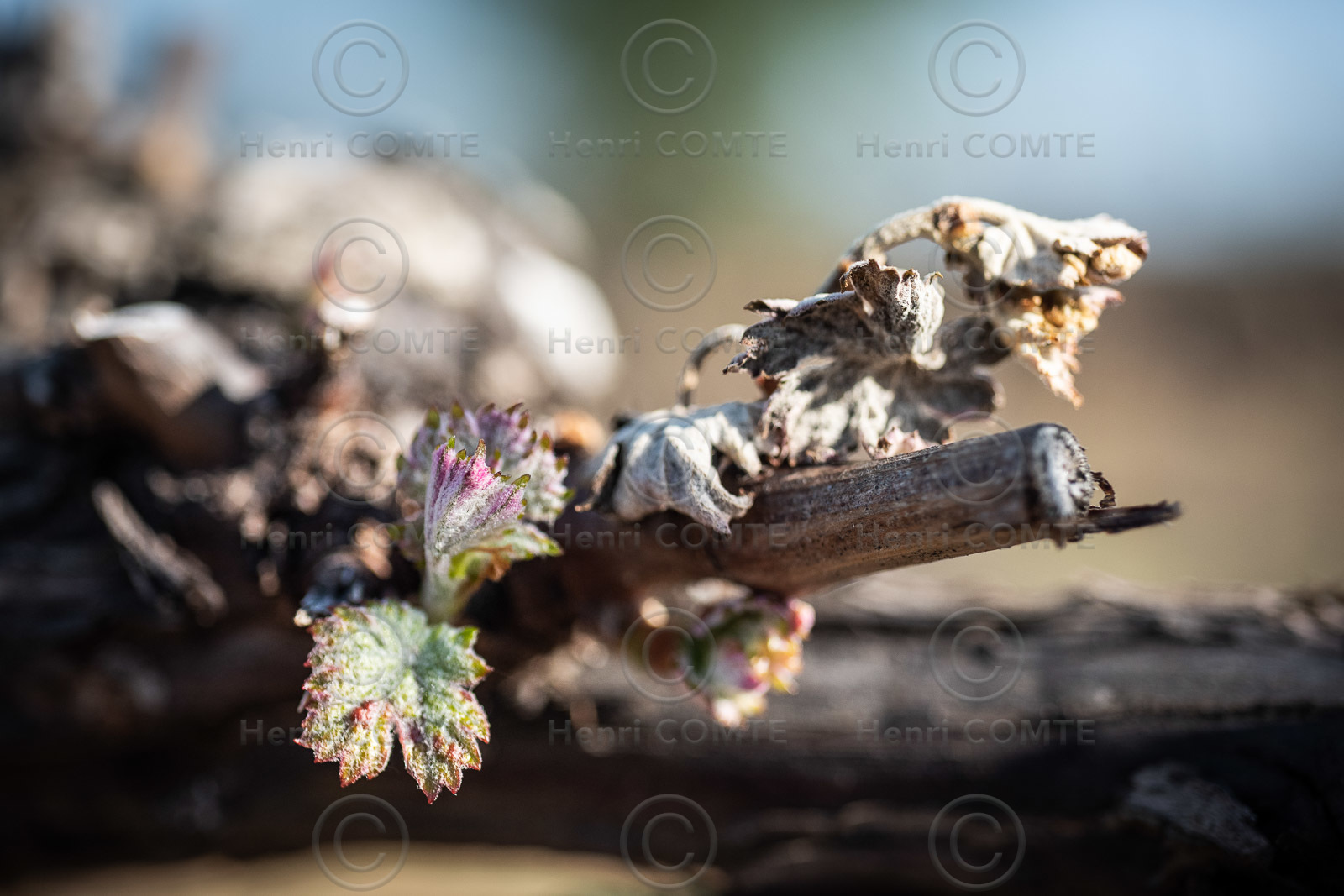 Gel et vignes