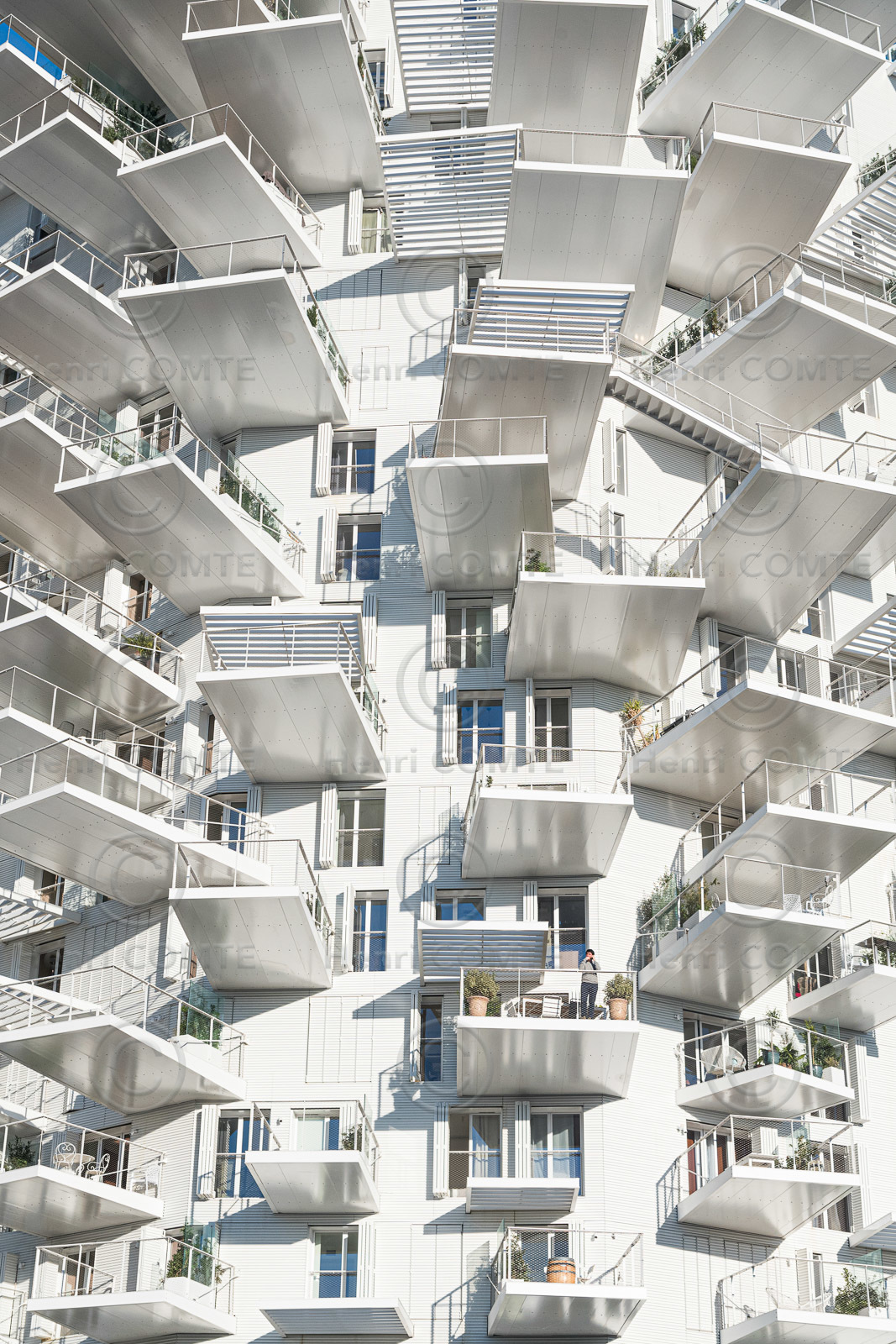 L'Arbre Blanc