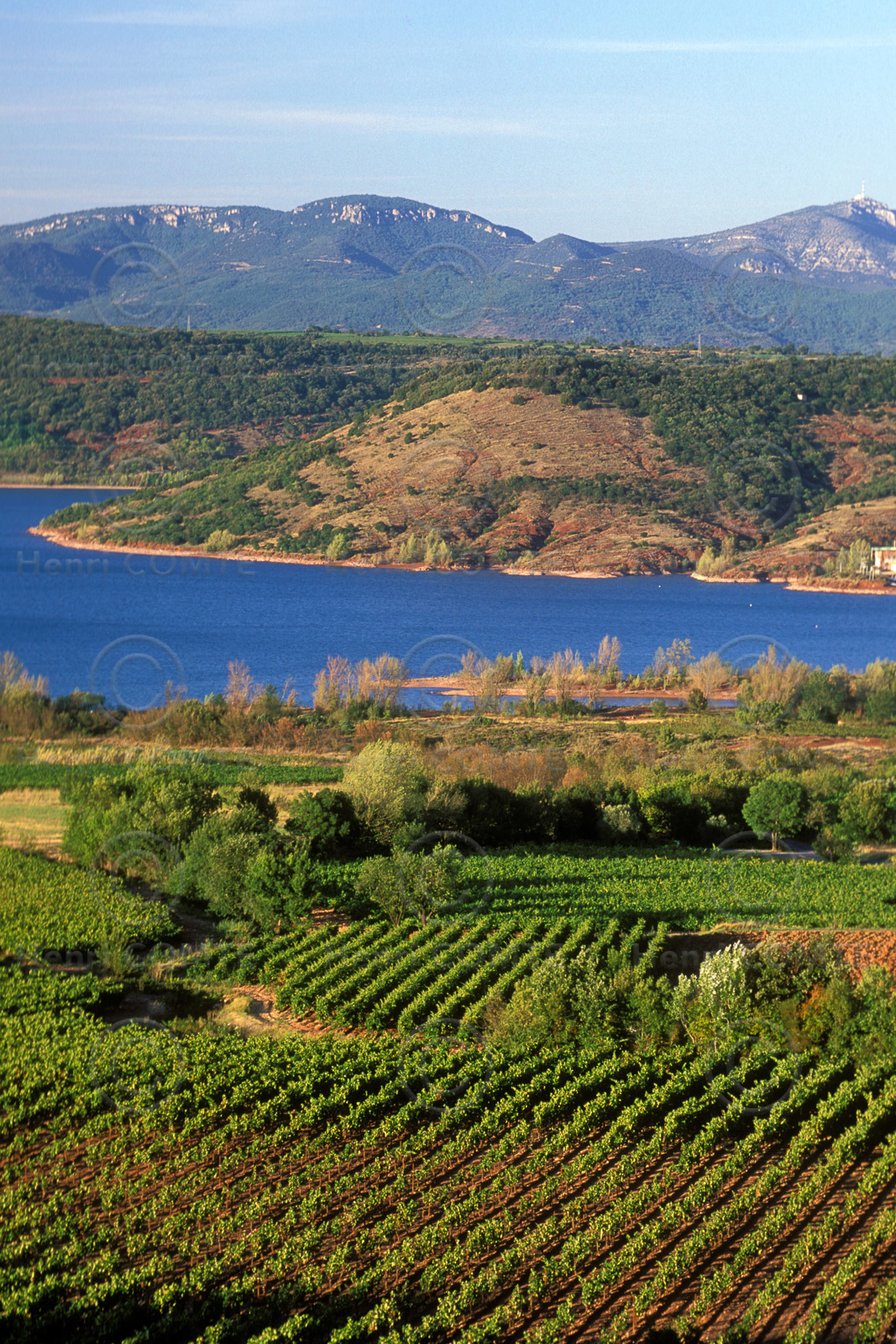 Vignoble du Salagou