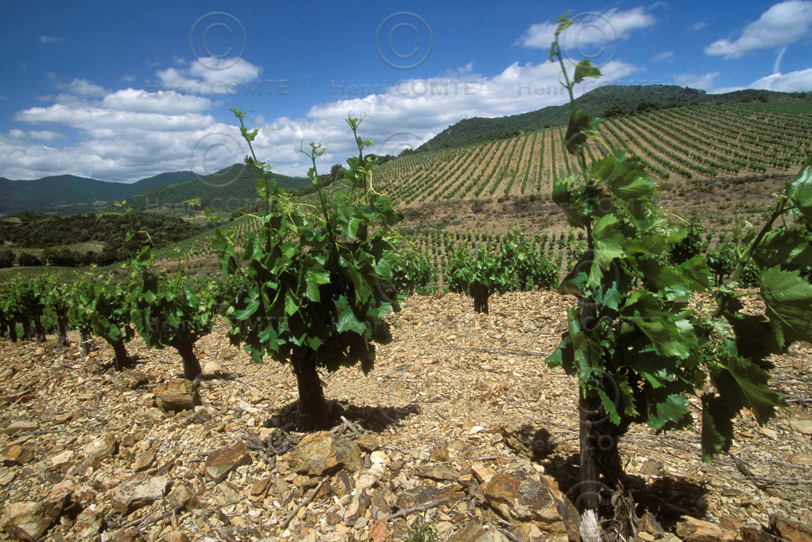 Vignoble Saint Chinian