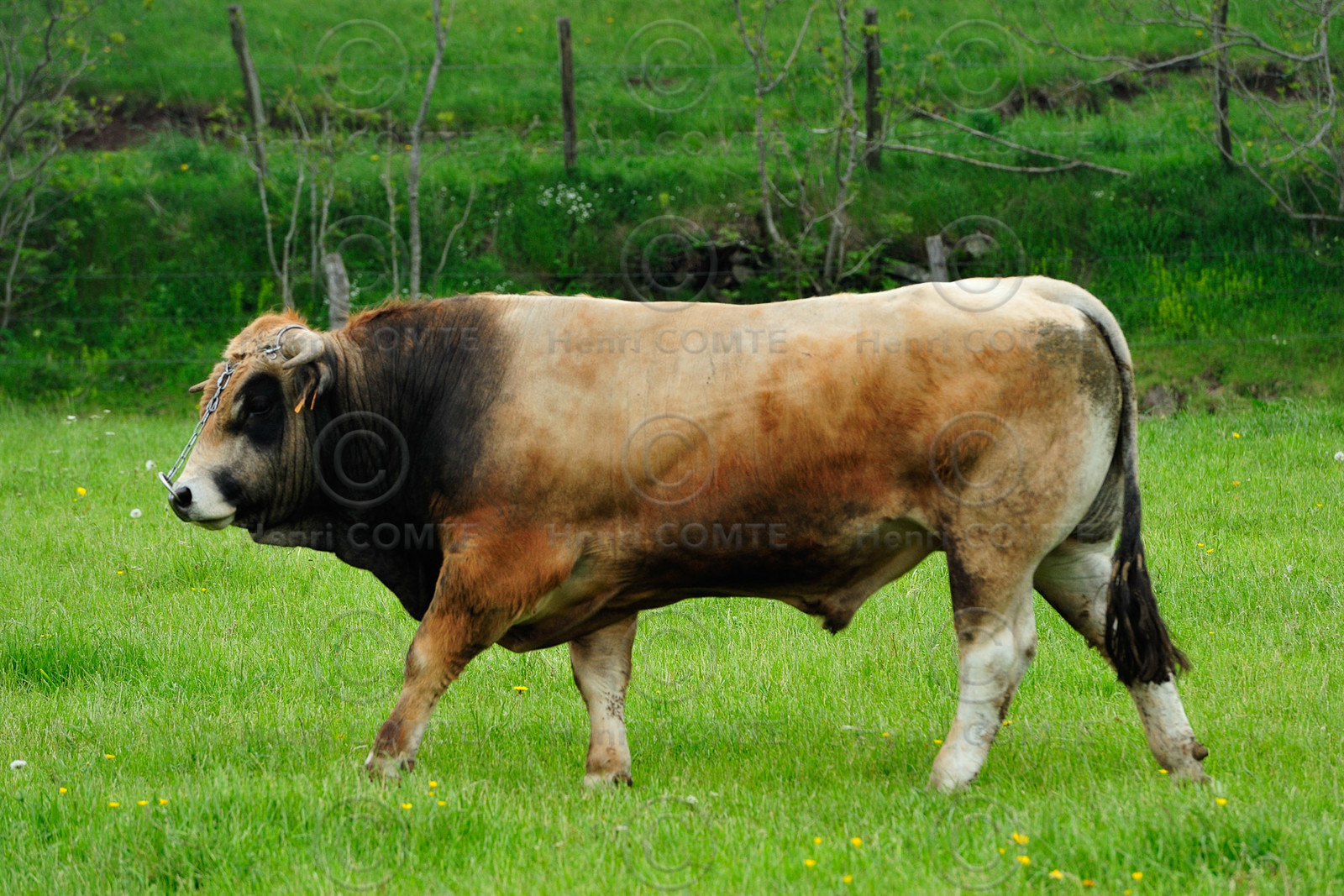 Taureau