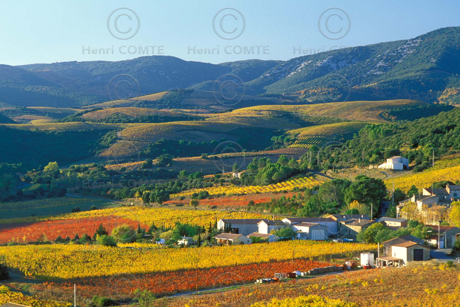 Vignoble de Faugeres