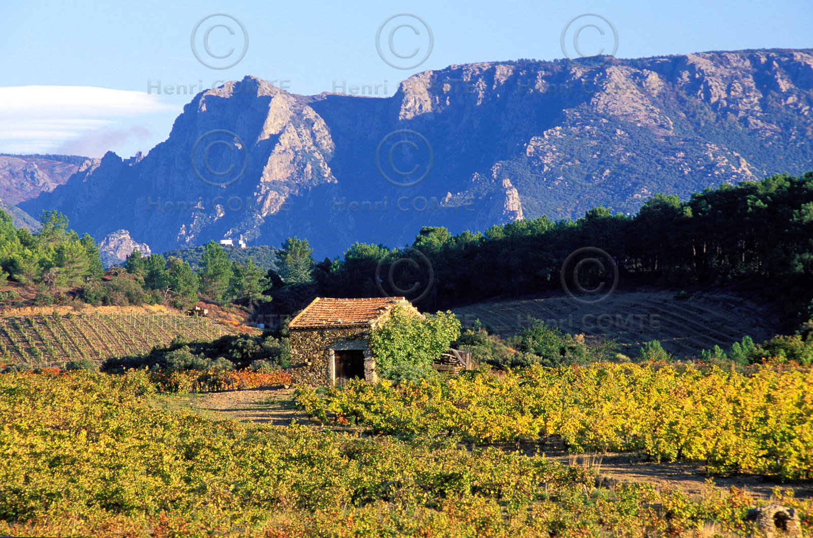 Vignoble Saint Chinian