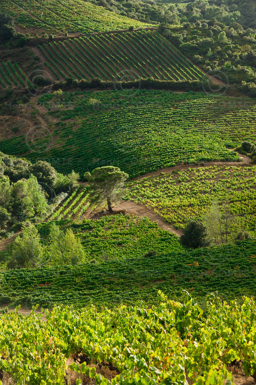 Vignoble Saint Chinian