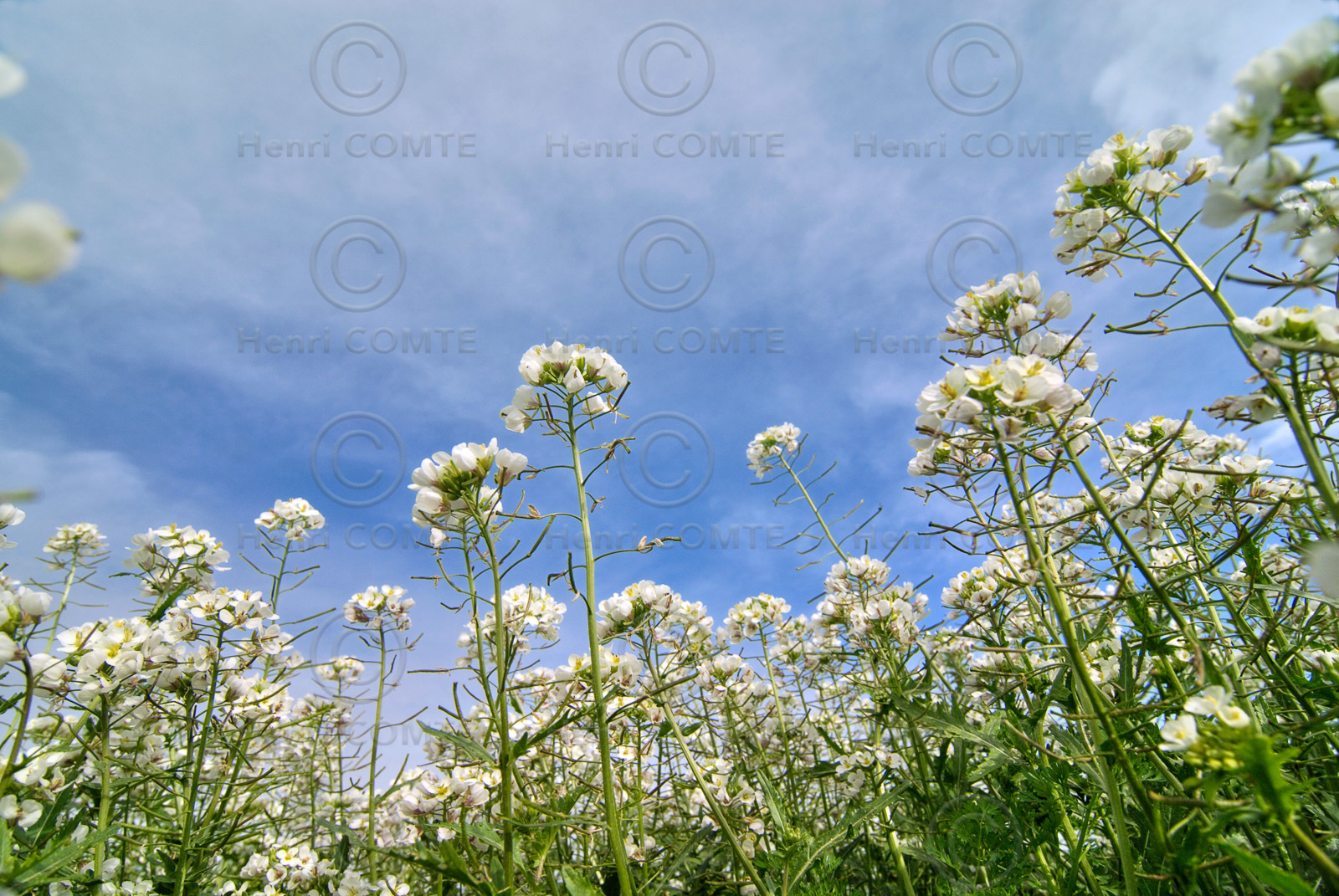 Fleurs des champs