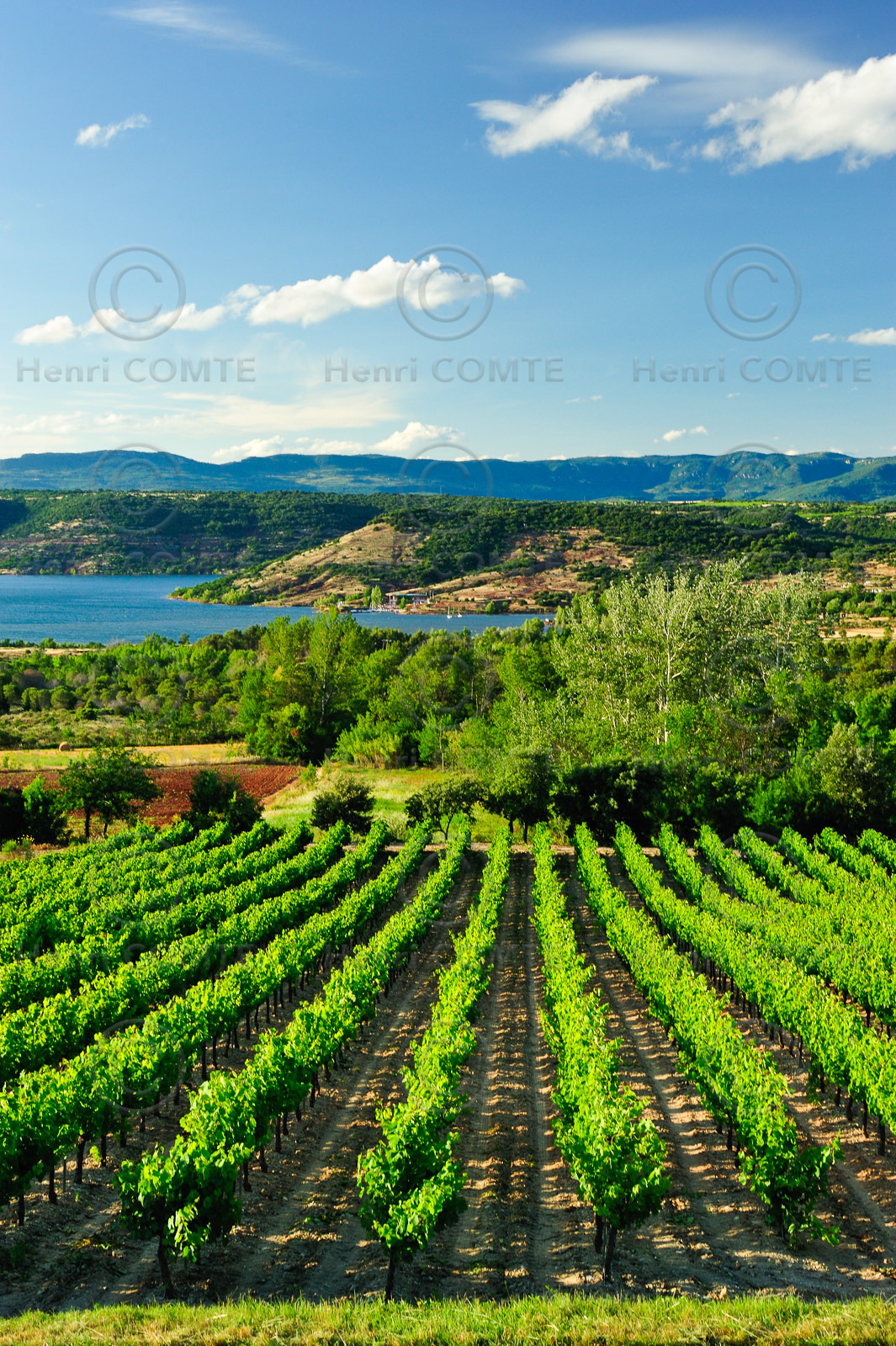 Vignoble du Salagou