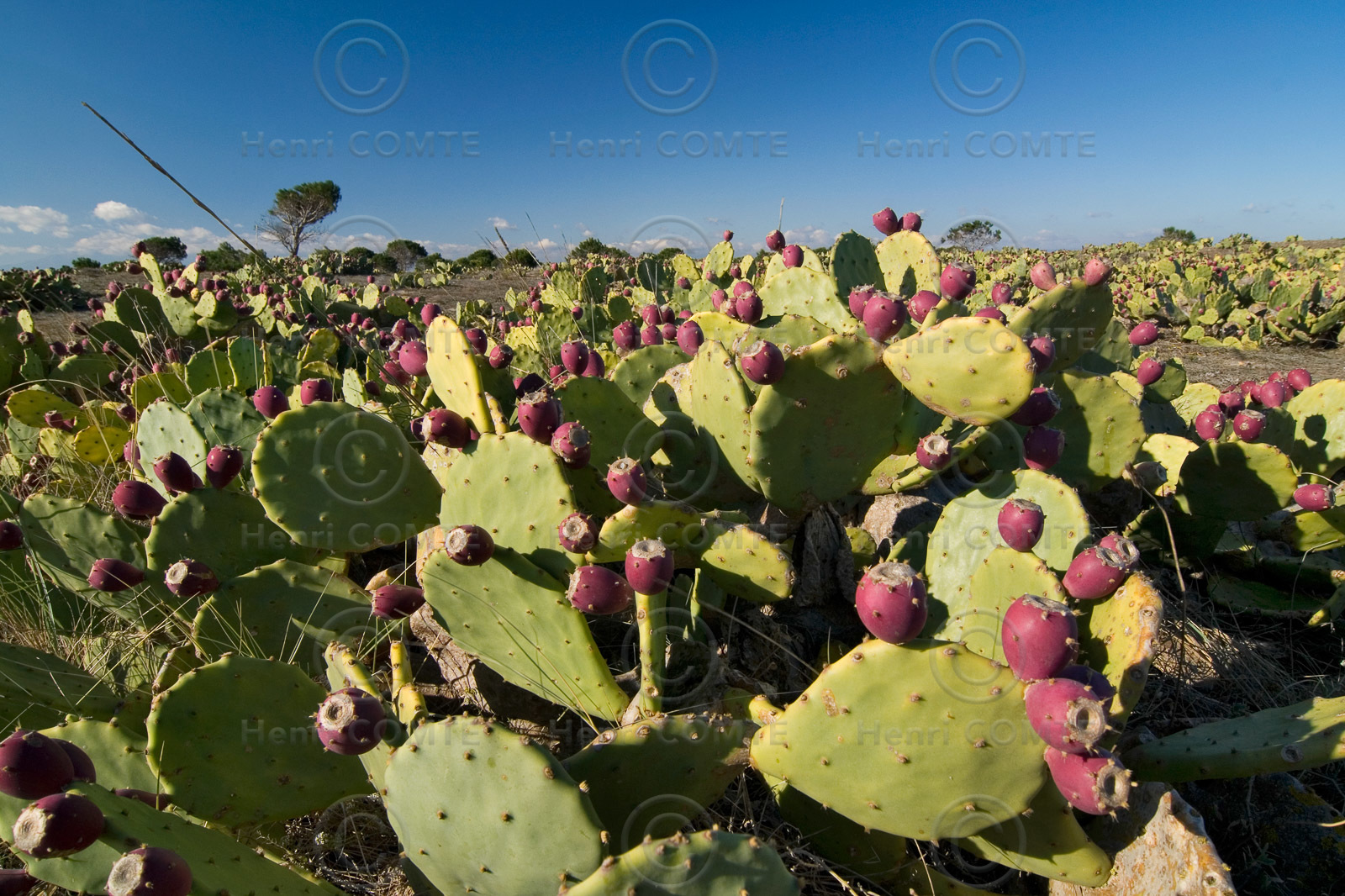 Figues de barbarie