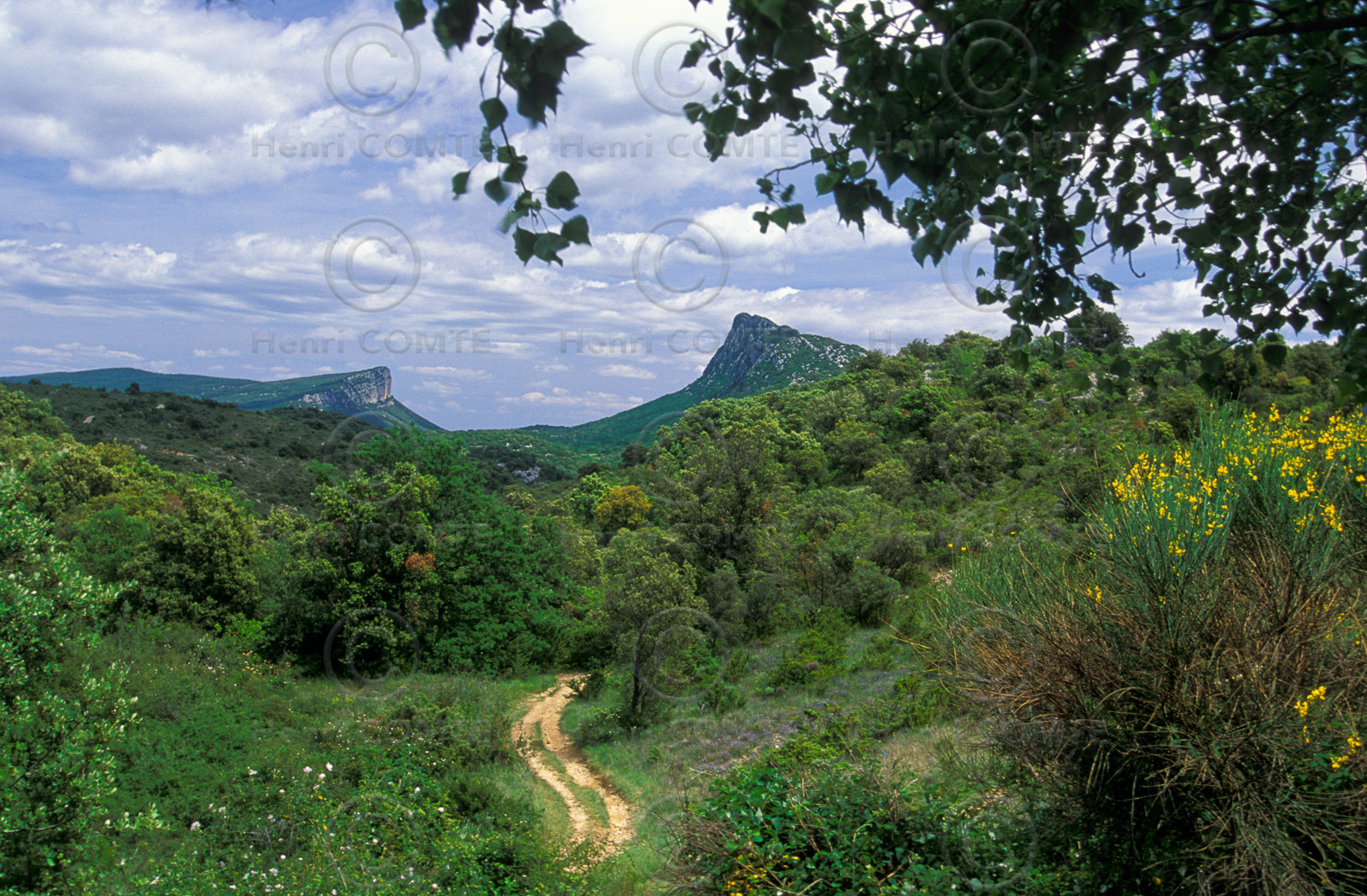 Pic Saint Loup