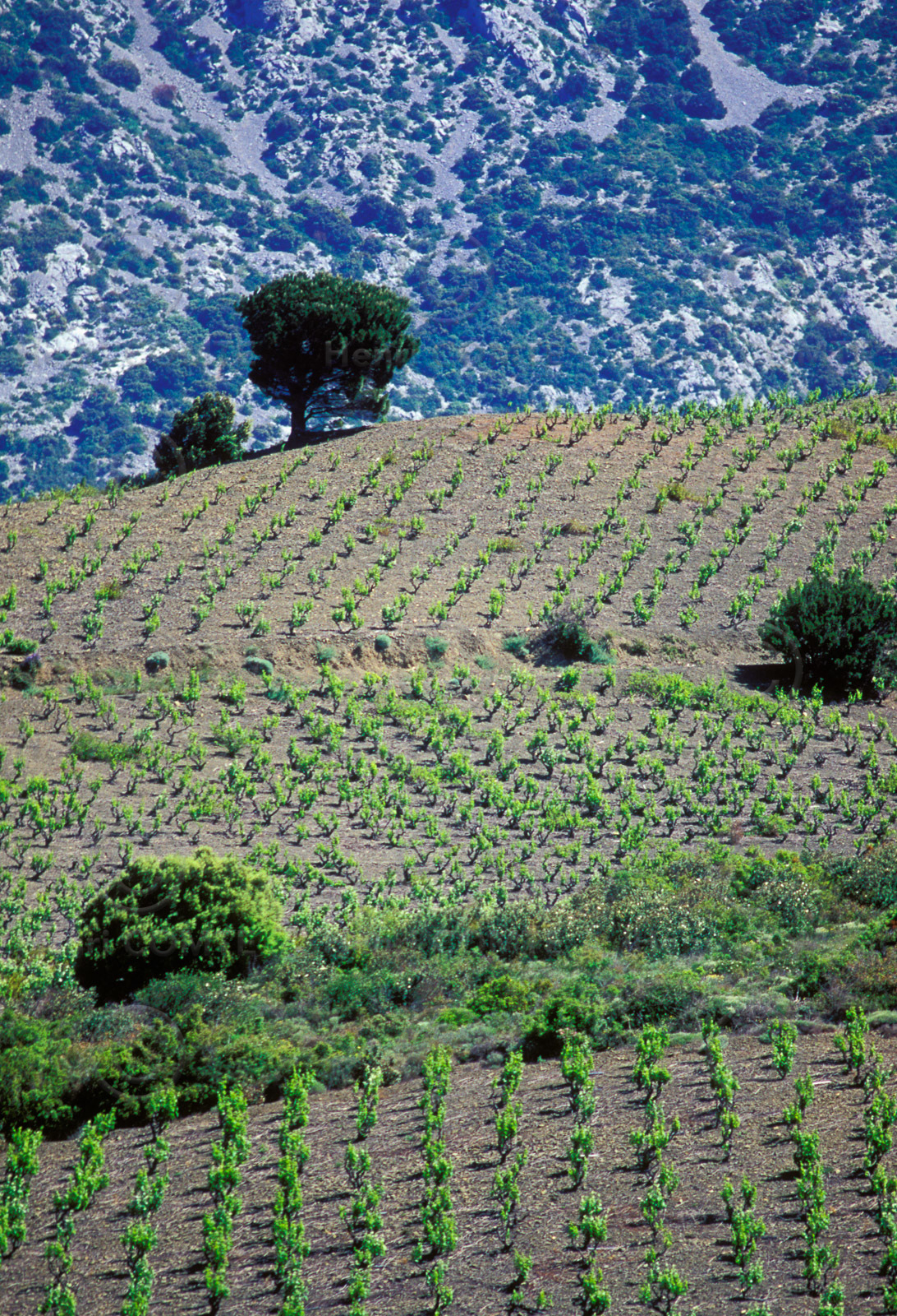 Vignoble du Roussillon