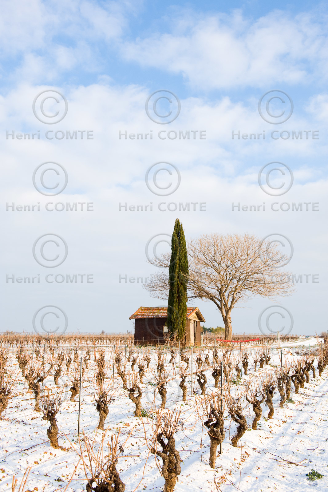Vignoble en hiver