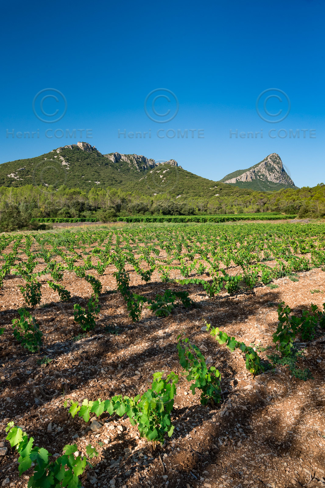 Vignoble Pic Saint Loup