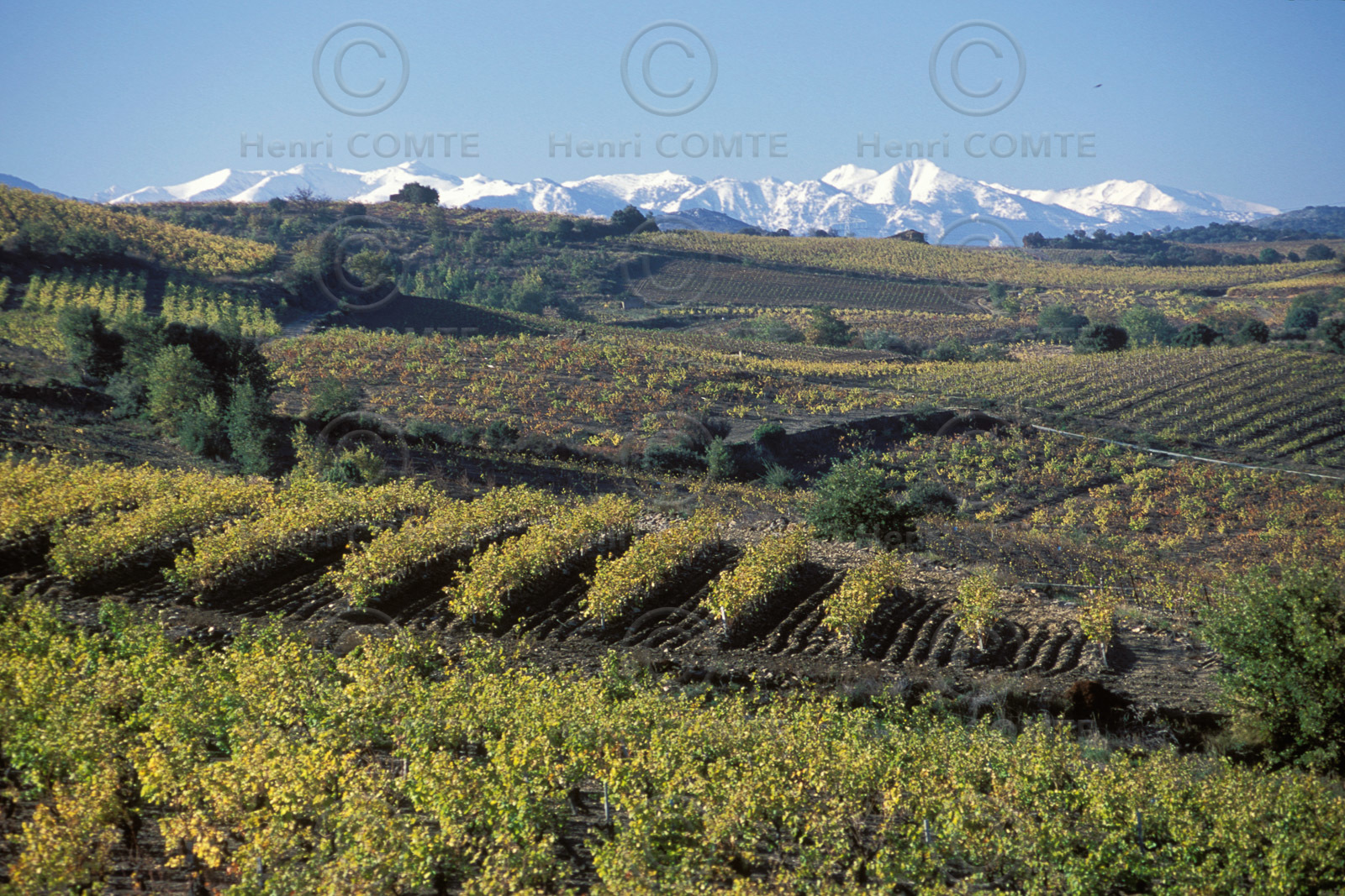 Vignoble du Roussillon