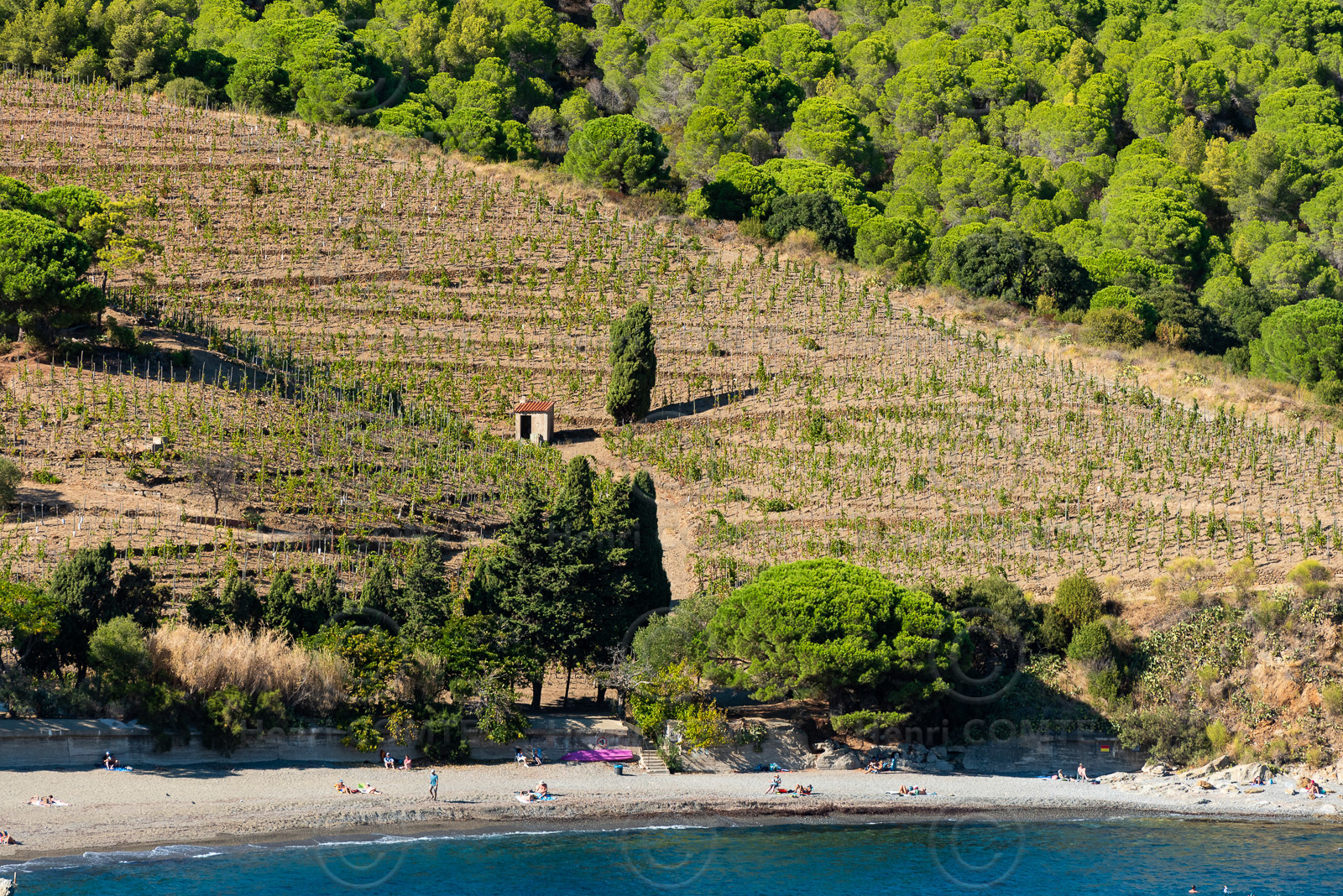 Vignoble Banyuls