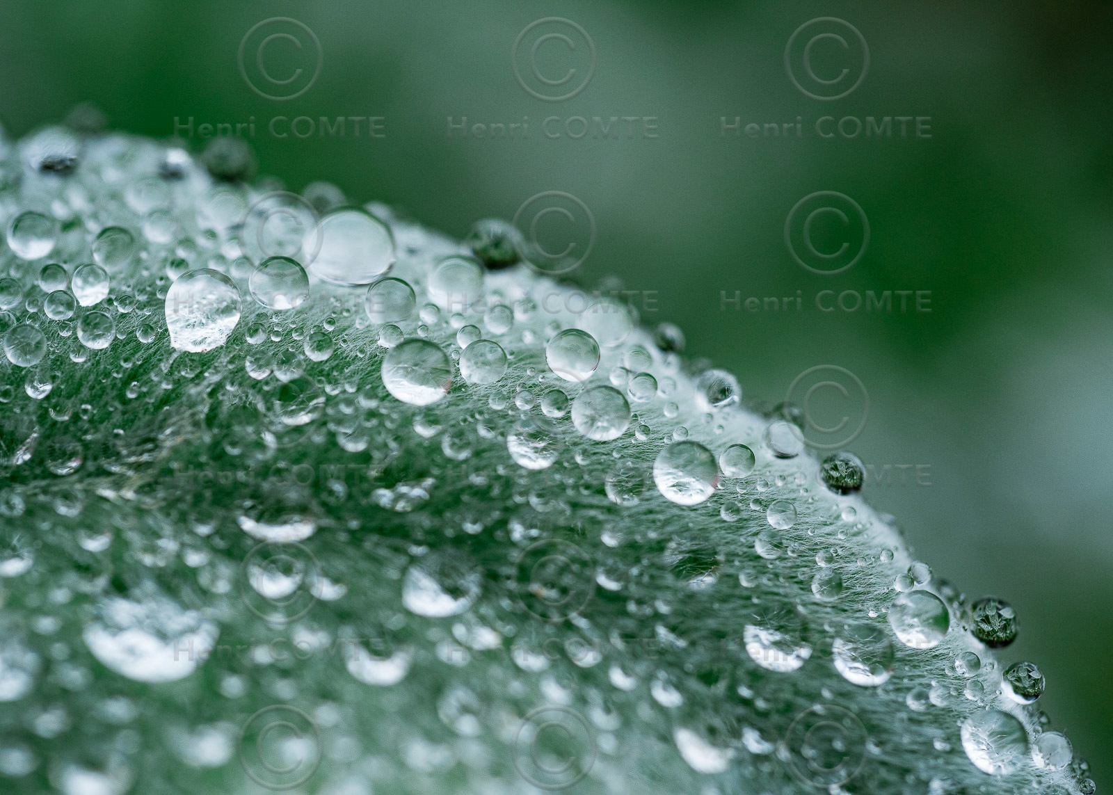Gouttes d'eau