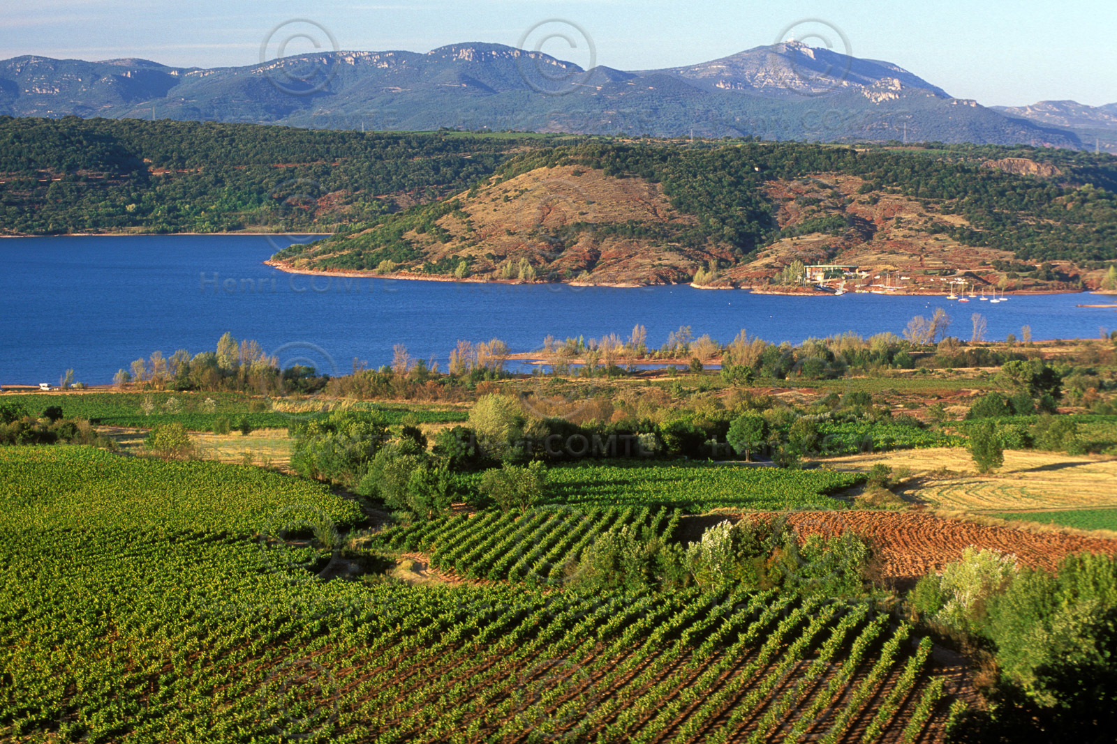 Vignoble du Salagou