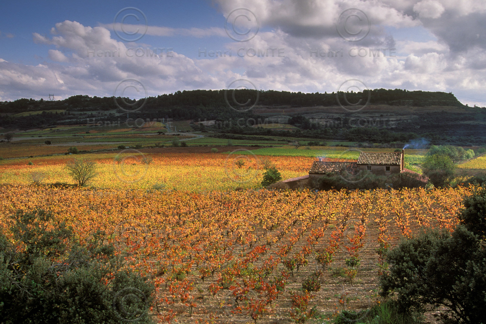 Vignoble Saint Chinian