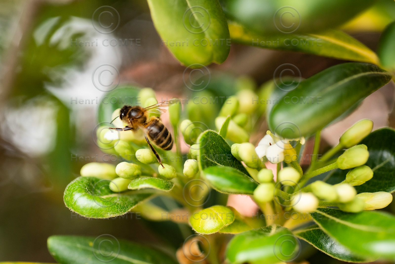 Abeille noire