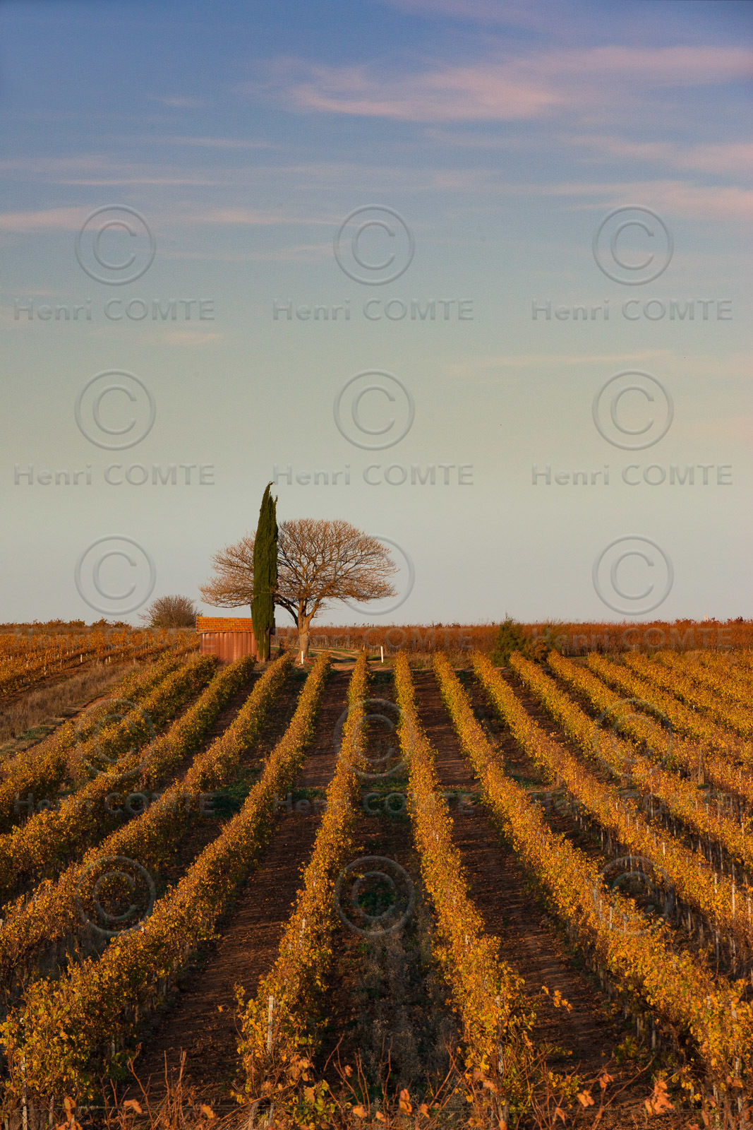 Vignes