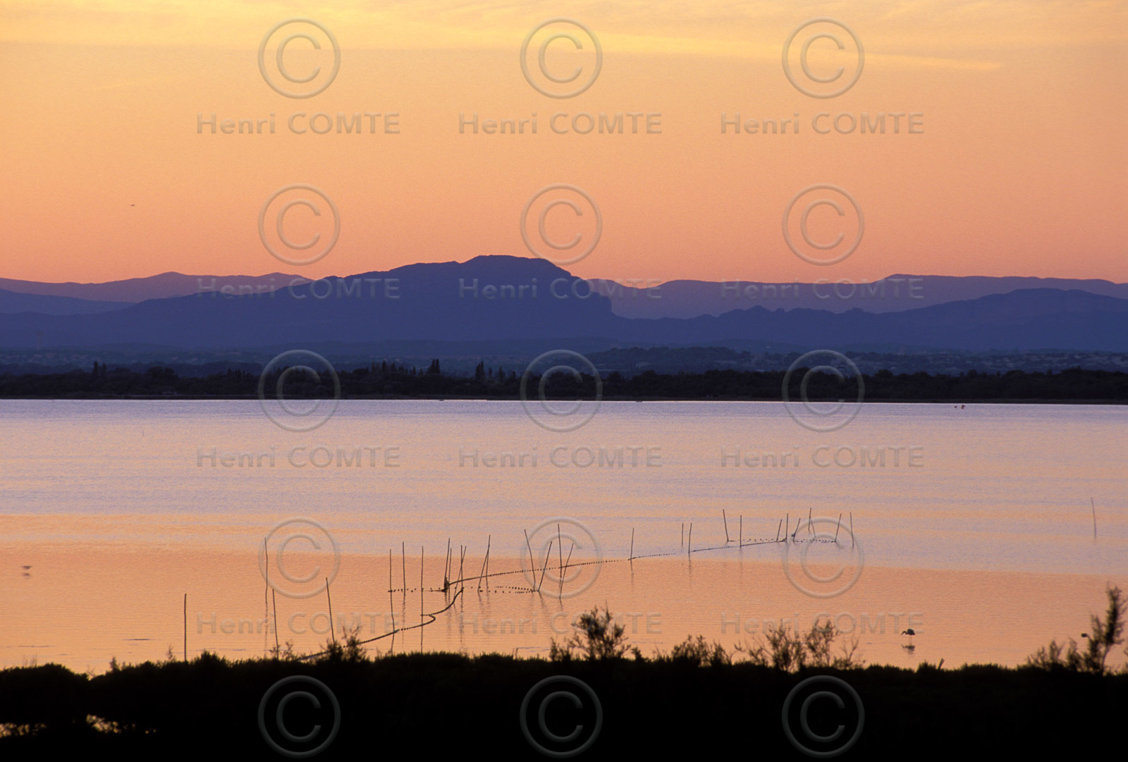 Etang de l'Or