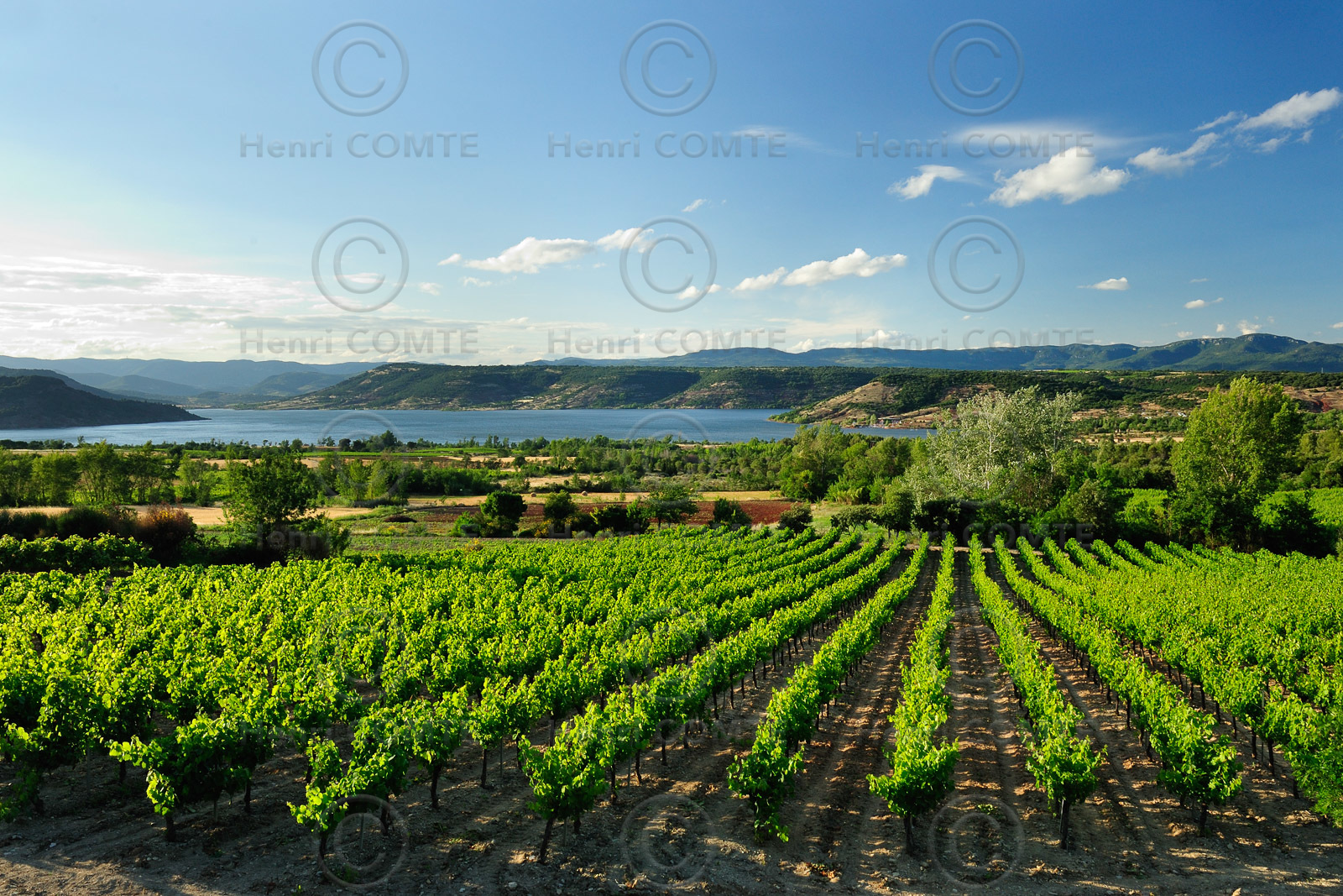 Vignoble du Salagou