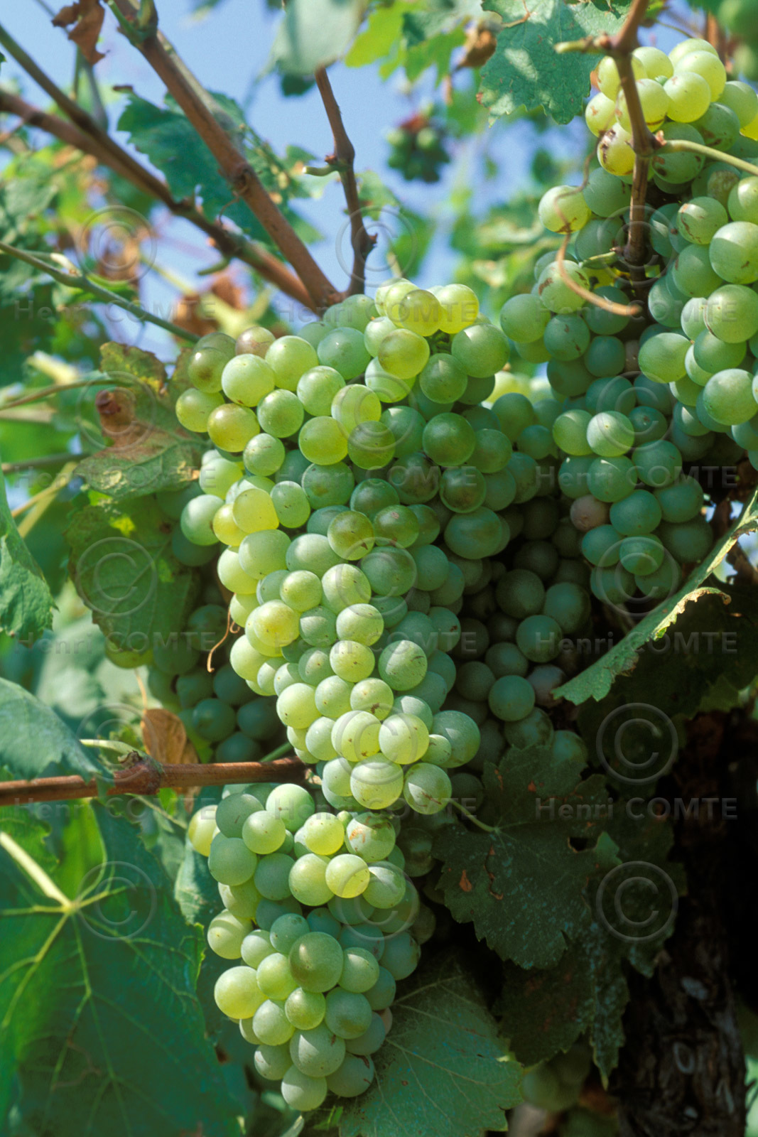 Grappe de raisins