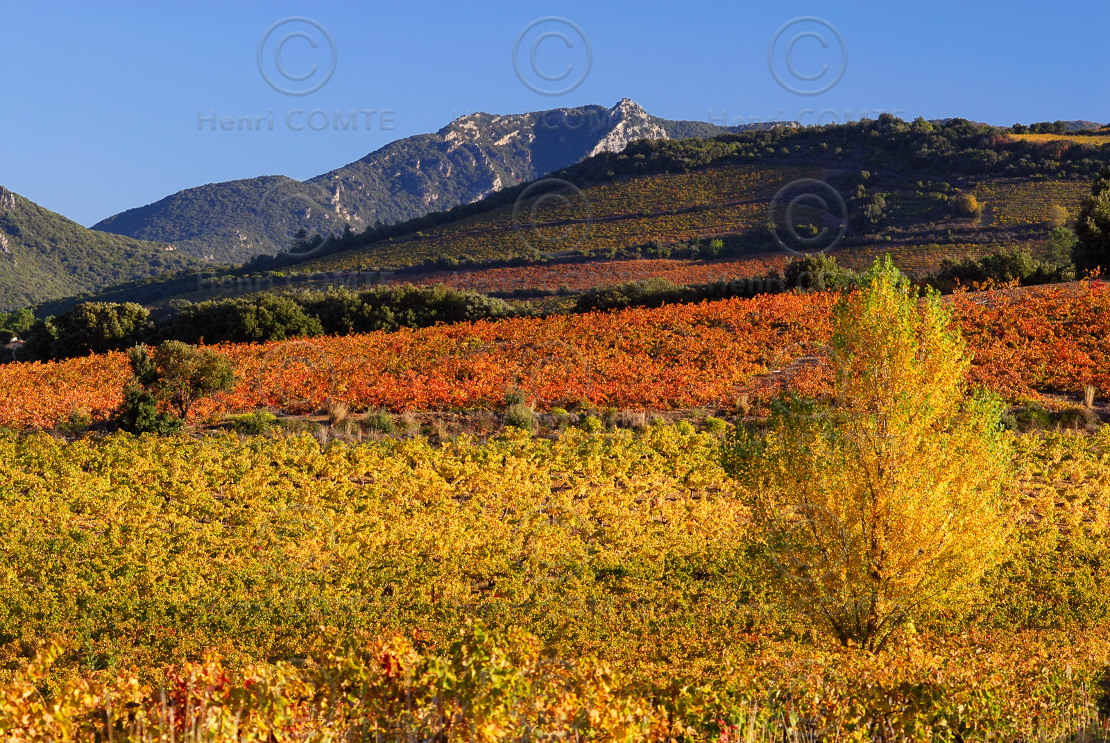 Vignoble Saint Chinian