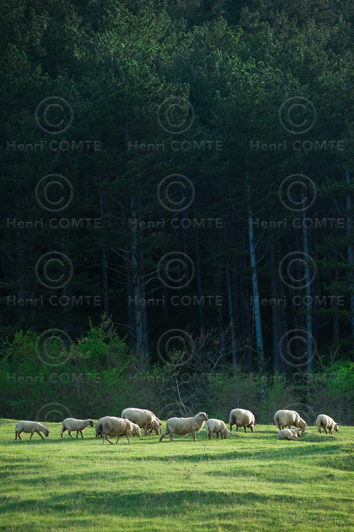 Causse noir