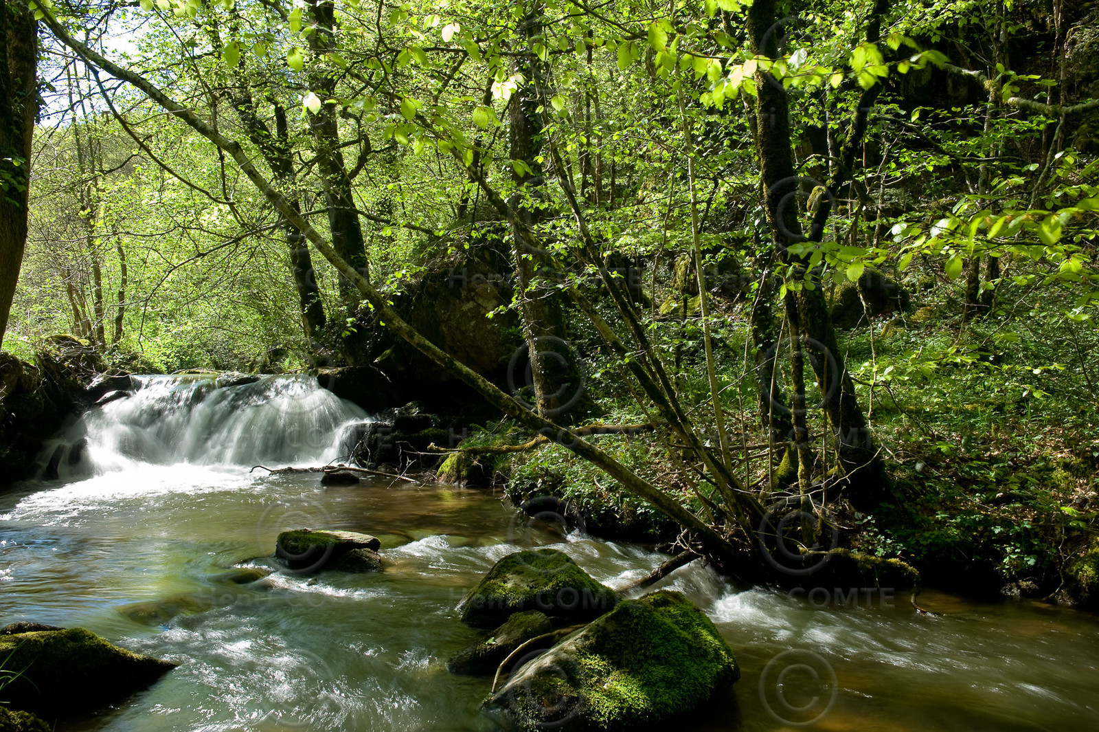 Torrent
