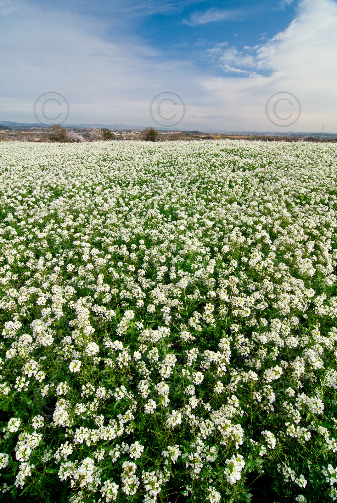 Fleurs des champs