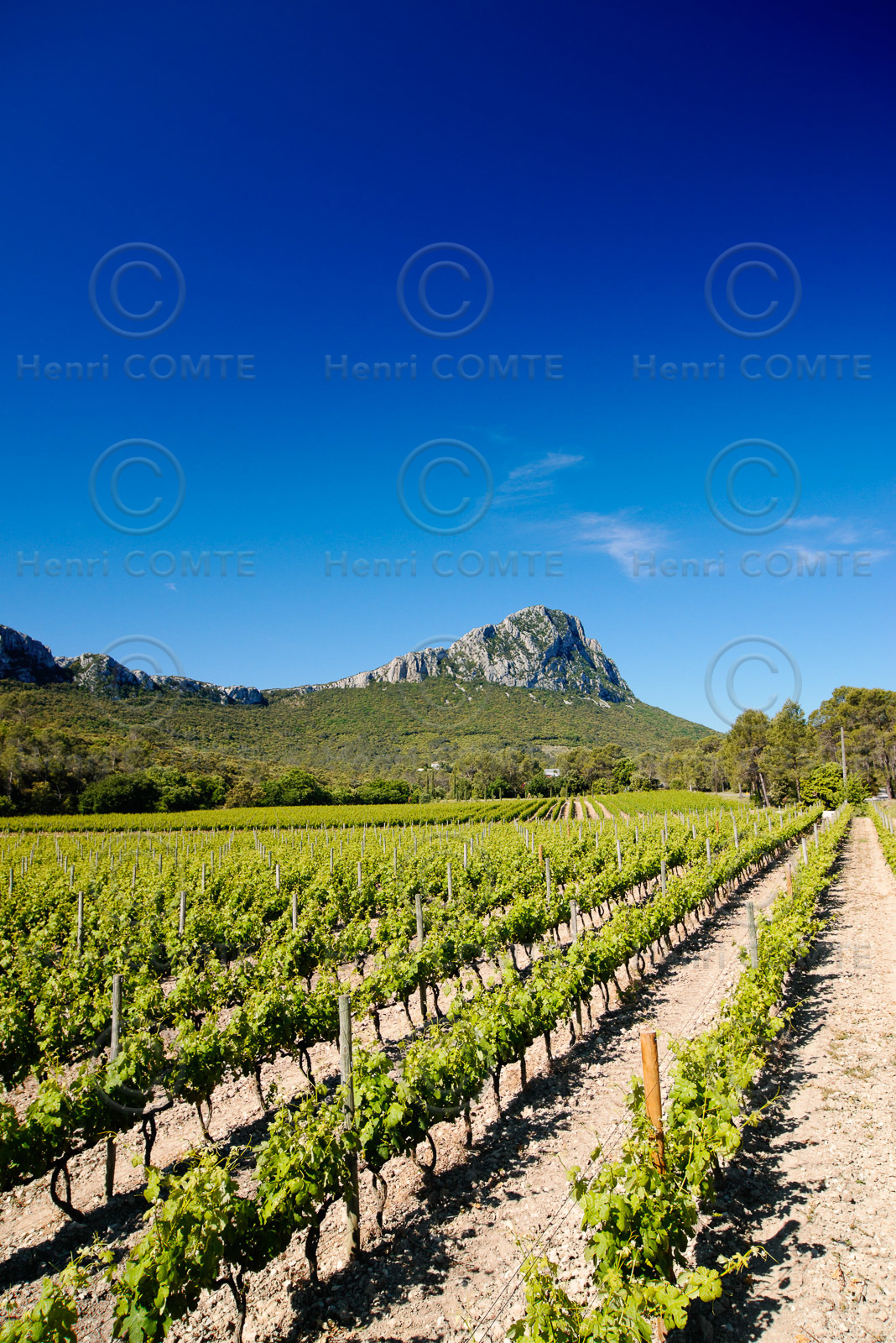 Vignoble Pic St Loup