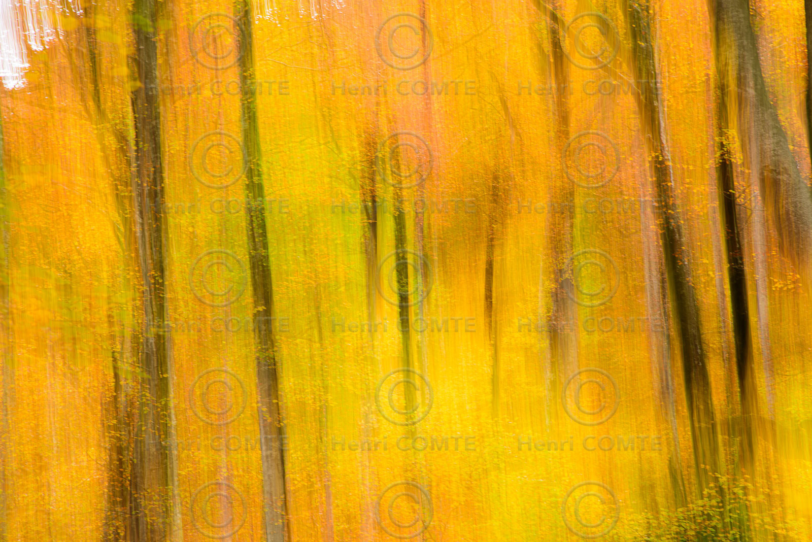 Foret à l'automne