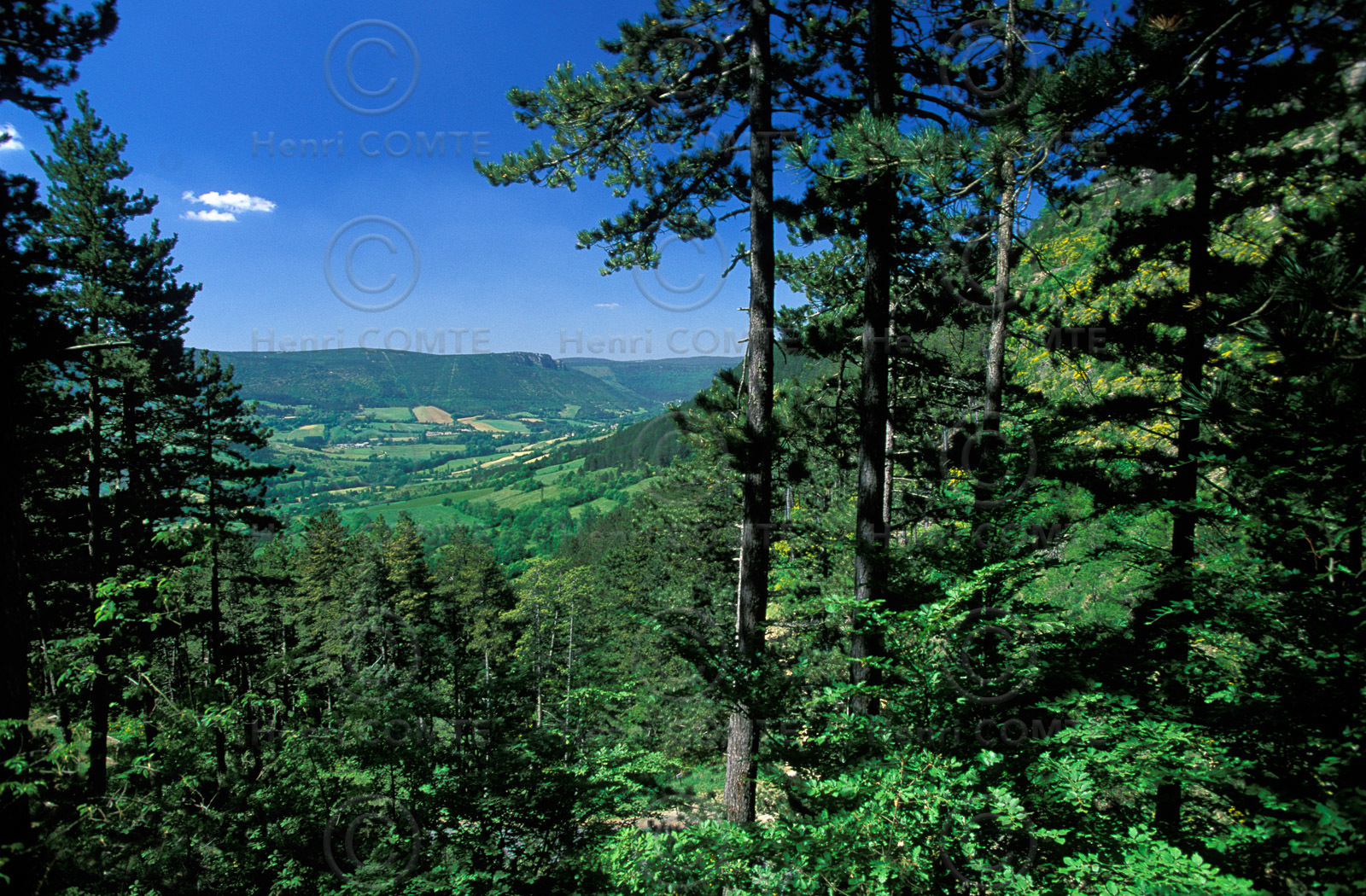 Causse de Mende