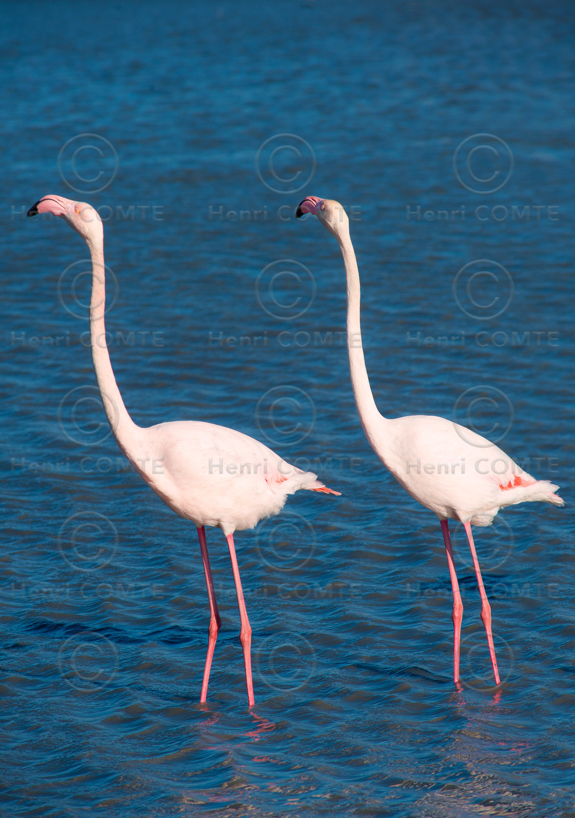 Flamants roses