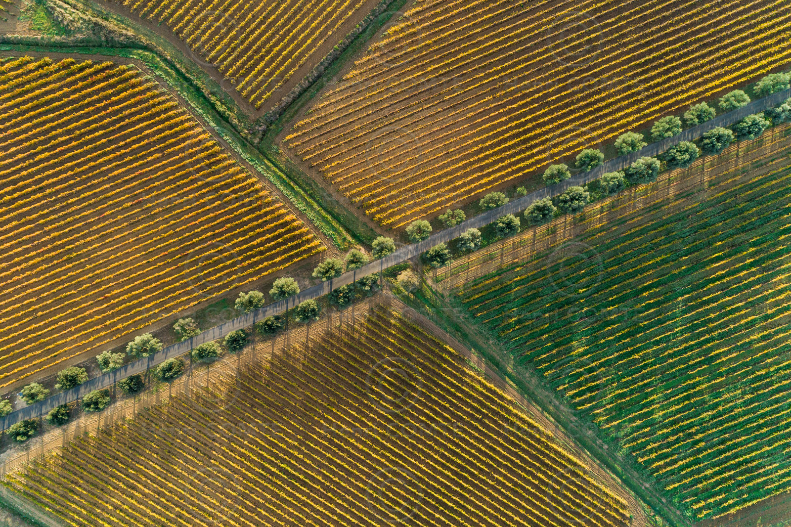 Vignes Automne