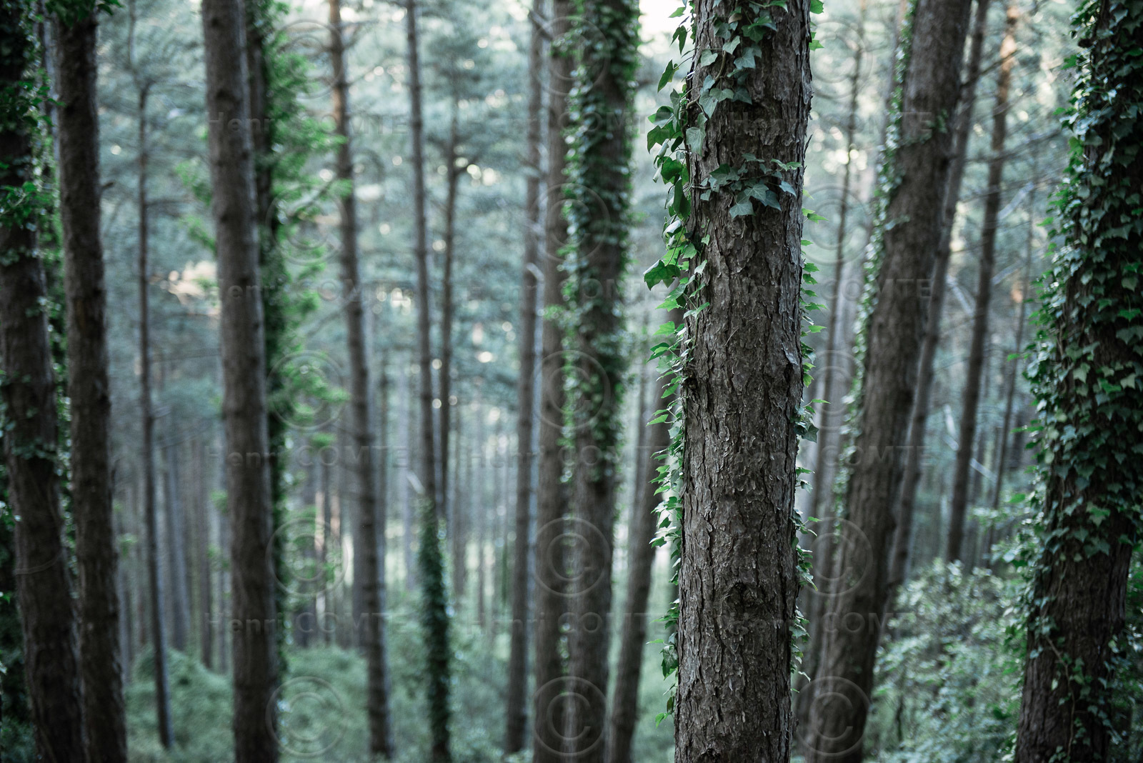 Foret