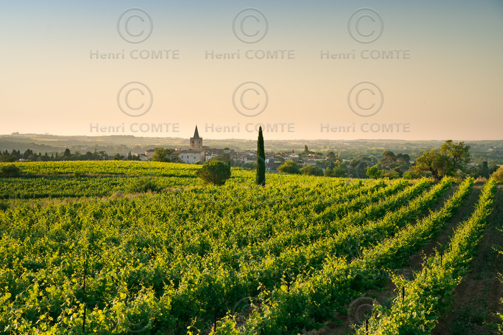Vignes et clocher