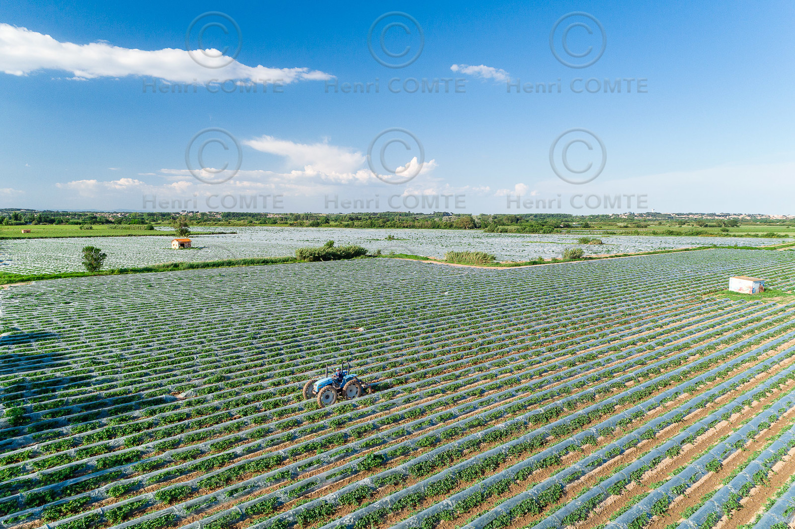 Champs de melons