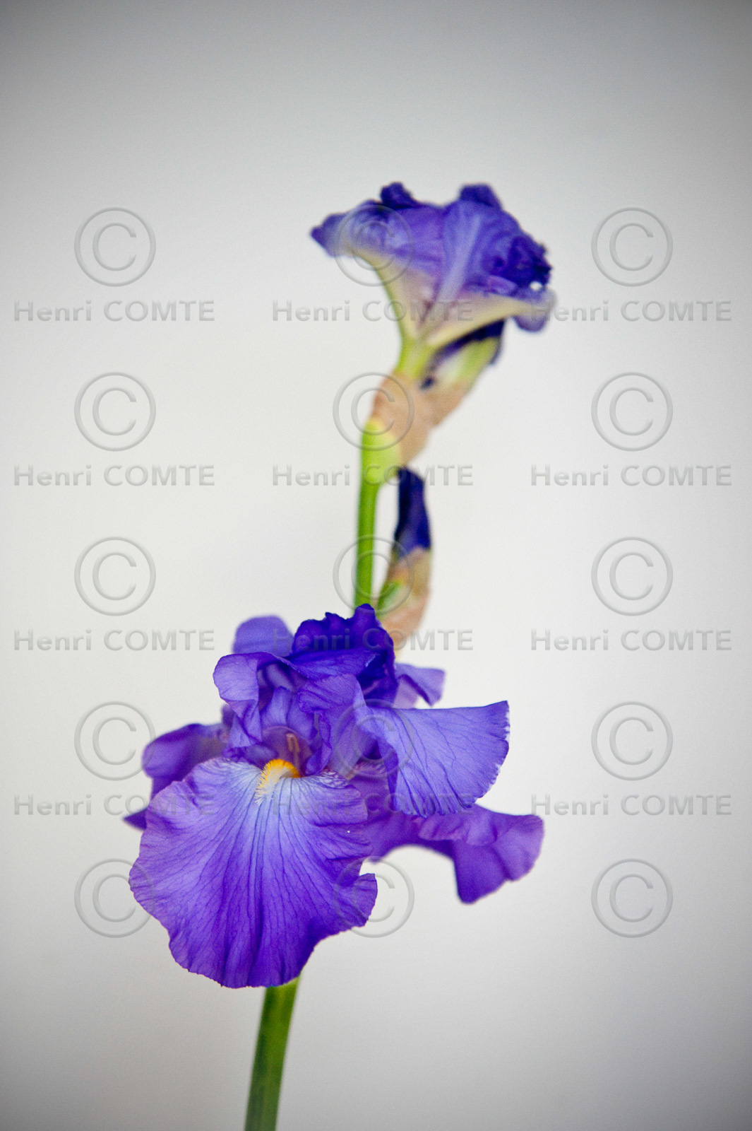 Iris