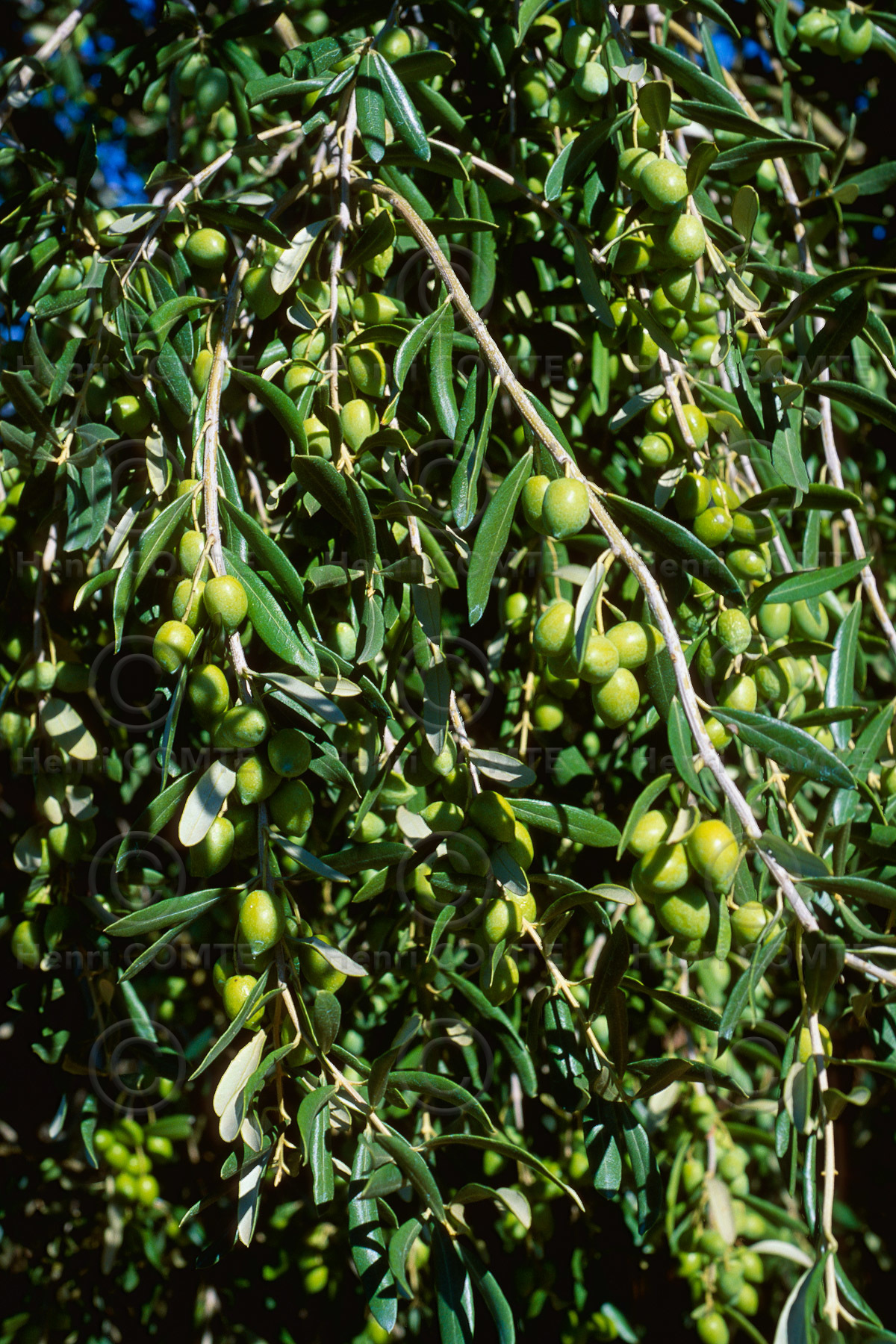 Olives
