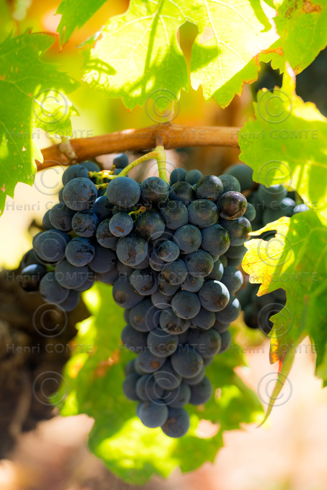 Grappe de raisin
