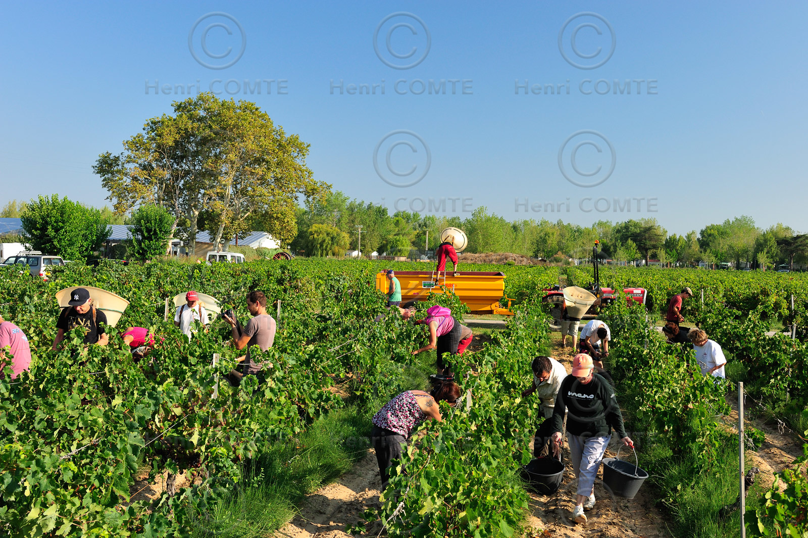 Vendanges