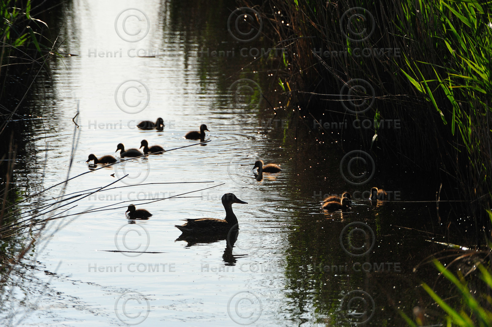 Canards