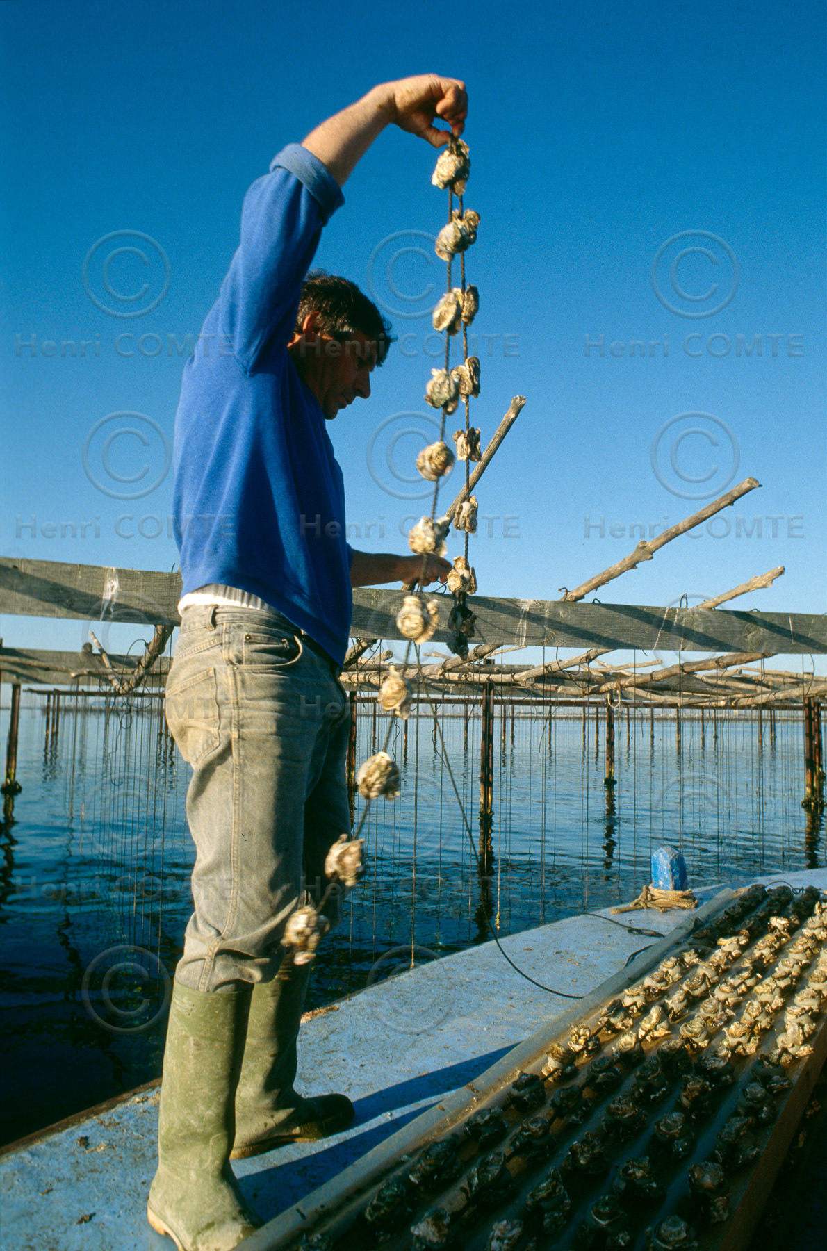 Ostreiculture