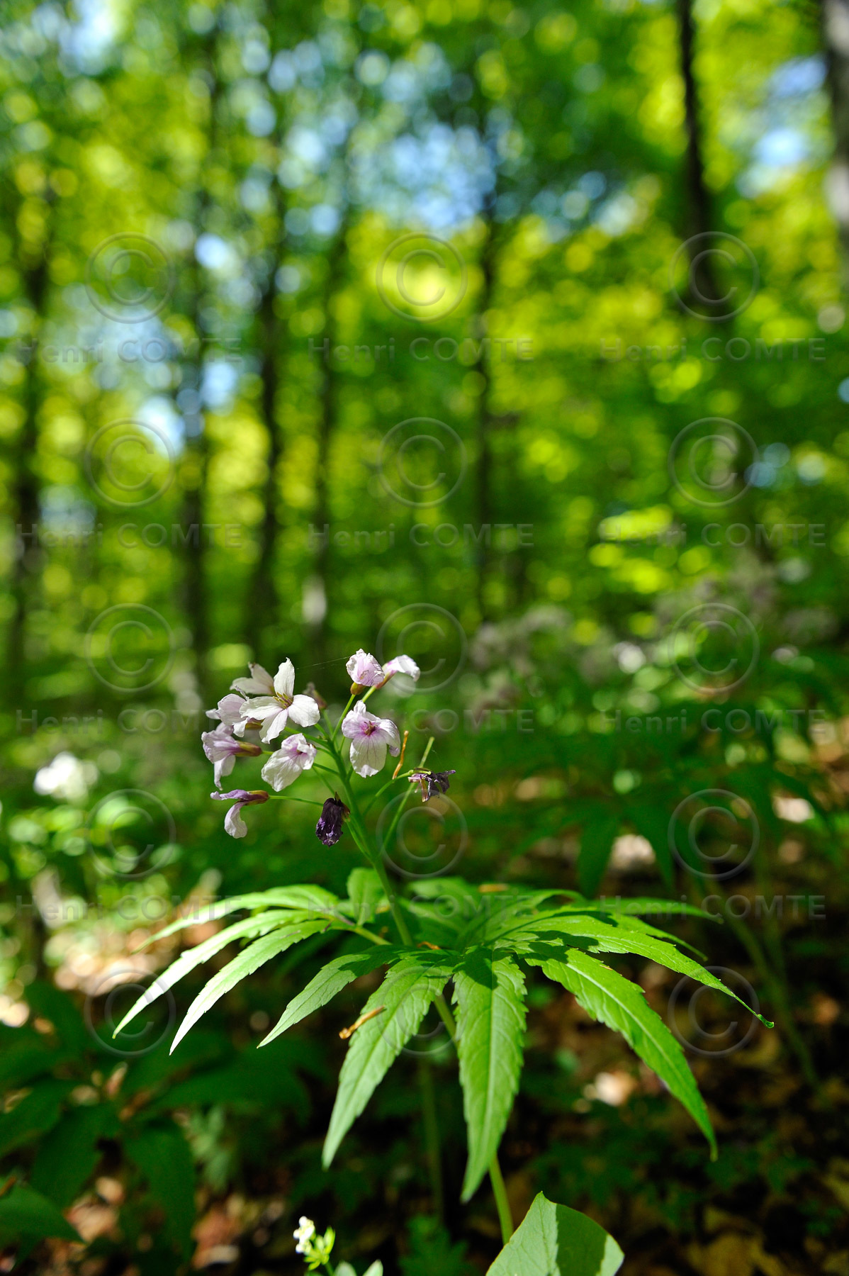 Sous-Bois