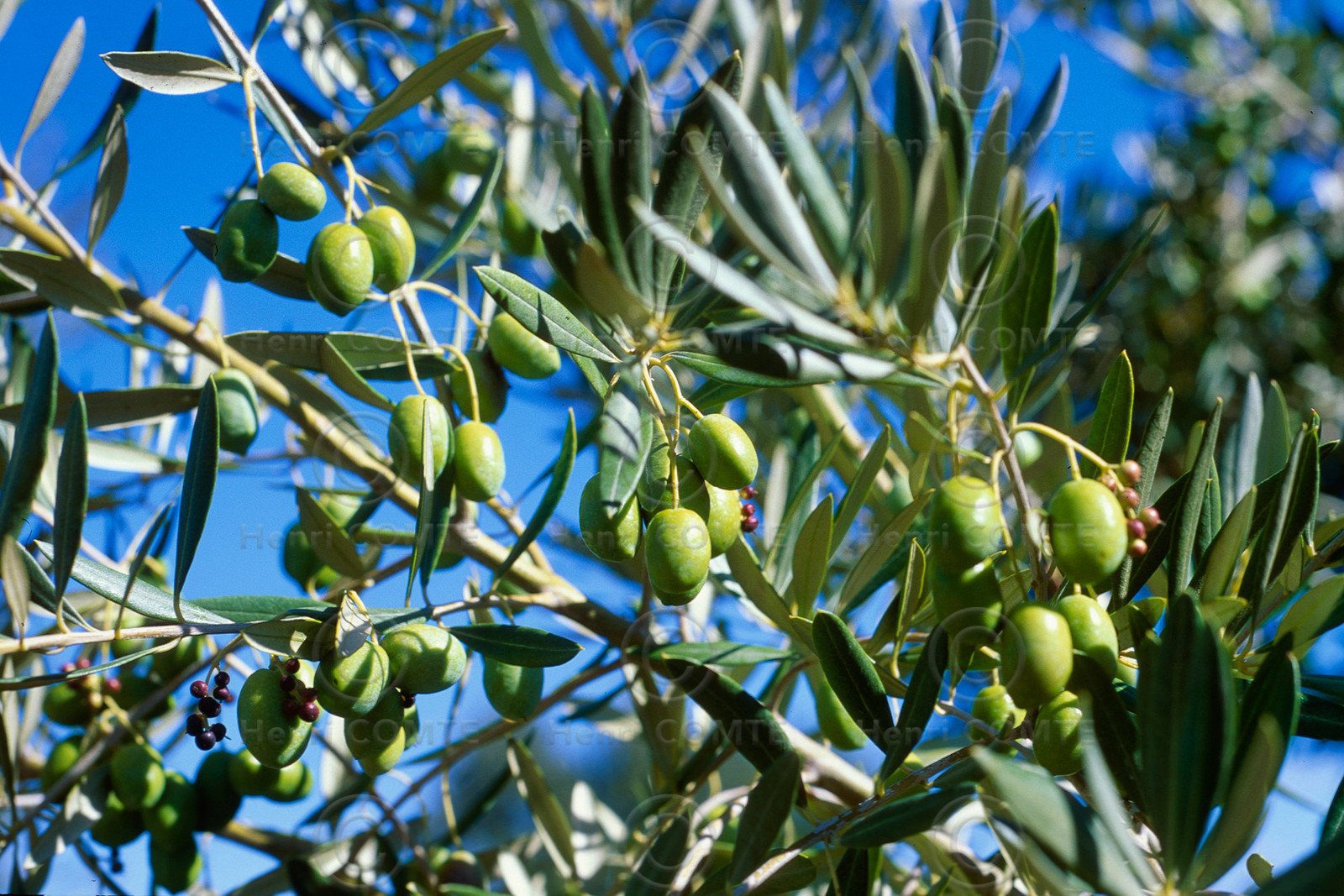 Olives