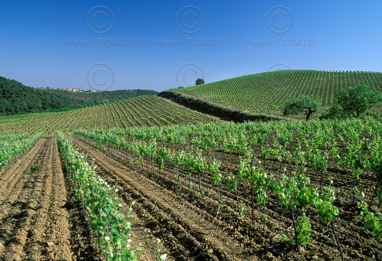 Vignoble de Faugeres